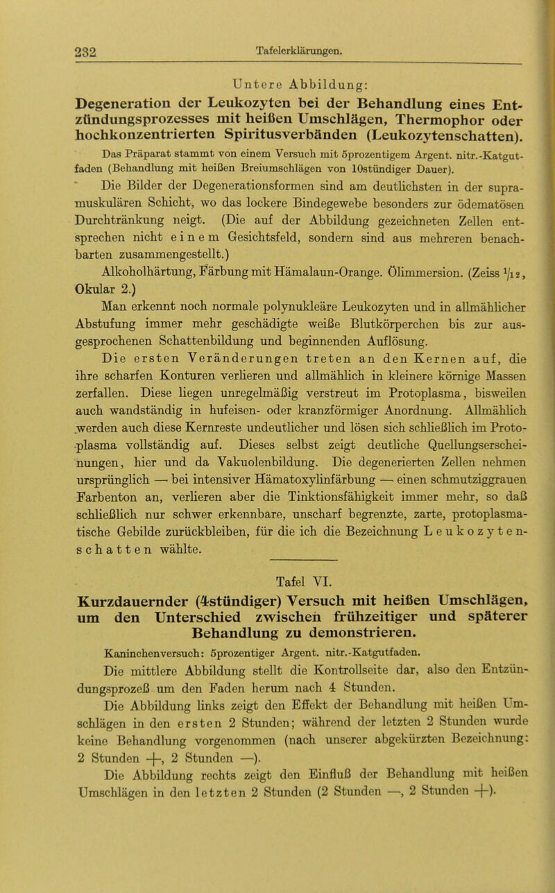 Untere Abbildung: Degeneration der Leukozyten bei der Behandlung eines Ent- ztindungsprozesses mit heißen Umschlägen, Thermophor oder hochkonzentrierten Spiritusverbänden (Leukozytenschatten). Das Präparat stammt von einem Versuch mit öprozentigem Argent. nitr.-Katgut- faden (Behandlung mit heißen Breiumschlägen von lOstündiger Dauer). Die Bilder der Degenerationsformen sind am deutlichsten in der supra- muskulären ScMcbt, wo das lockere Bindegewebe besonders zur ödematösen Durcbtränkung neigt. (Die auf der Abbildung gezeichneten Zellen ent- sprechen nicht einem Gesichtsfeld, sondern sind aus mehreren benach- barten zusammengestellt.) Alkoholhärtung, E^ärbung mit Hämalaun-Orange. ölimmersion. (Zeiss^/12, Okular 2.) Man erkennt noch normale polynukleäre Leukozyten und in allmählicher Abstufung immer mehr geschädigte weiße Blutkörperchen bis zur aus- gesprochenen Schattenbildung und beginnenden Auflösung. Die ersten Veränderungen treten an den Kernen auf, die ihre scharfen Konturen verlieren und allmählich in kleinere körnige Massen zerfallen. Diese liegen unregelmäßig verstreut im Protoplasma, bisweilen auch wandständig in hufeisen- oder kranzförmiger Anordnung. Allmählich jwerden auch diese Kernreste undeutlicher und lösen sich schheßKch im Proto- plasma vollständig auf. Dieses selbst zeigt deuthche Quellungserschei- nungen, hier und da Vakuolenbildung. Die degenerierten ZeUen nehmen ursprünglich — bei intensiver Hämatoxylinfärbung — einen schmutziggrauen Farbenton an, verlieren aber die Tinktionsfähigkeit immer mehr, so daß schließlich nur schwer erkennbare, unscharf begrenzte, zarte, protoplasma- tische Gebilde zurückbleiben, für die ich die Bezeichnung Leukozyten- schatten wählte. Tafel VI. Kurzdauernder (4stündiger) Versuch mit heißen Umschlägen, um den Unterschied zw^ischeii frühzeitiger und späterer Behandlung zu demonstrieren. Kaninchen versuch: Sprozentiger Argen t. nitr.-Katgutfaden. Die mittlere Abbildung stellt die Kontrollseite dar, also den Entzün- dungsprozeß um den Faden herum nach 4 Stunden. Die Abbildung links zeigt den Effekt der Behandlung mit heißen Um- schlägen in den ersten 2 Stunden; während der letzten 2 Stunden wurde keine Behandlung vorgenommen (nach unserer abgekürzten Bezeichnung: 2 Stunden +, 2 Stunden —). Die Abbildung rechts zeigt den Einfluß der Behandlung mit heißen Umschlägen in den letzten 2 Stunden (2 Stunden —, 2 Stunden -j-).