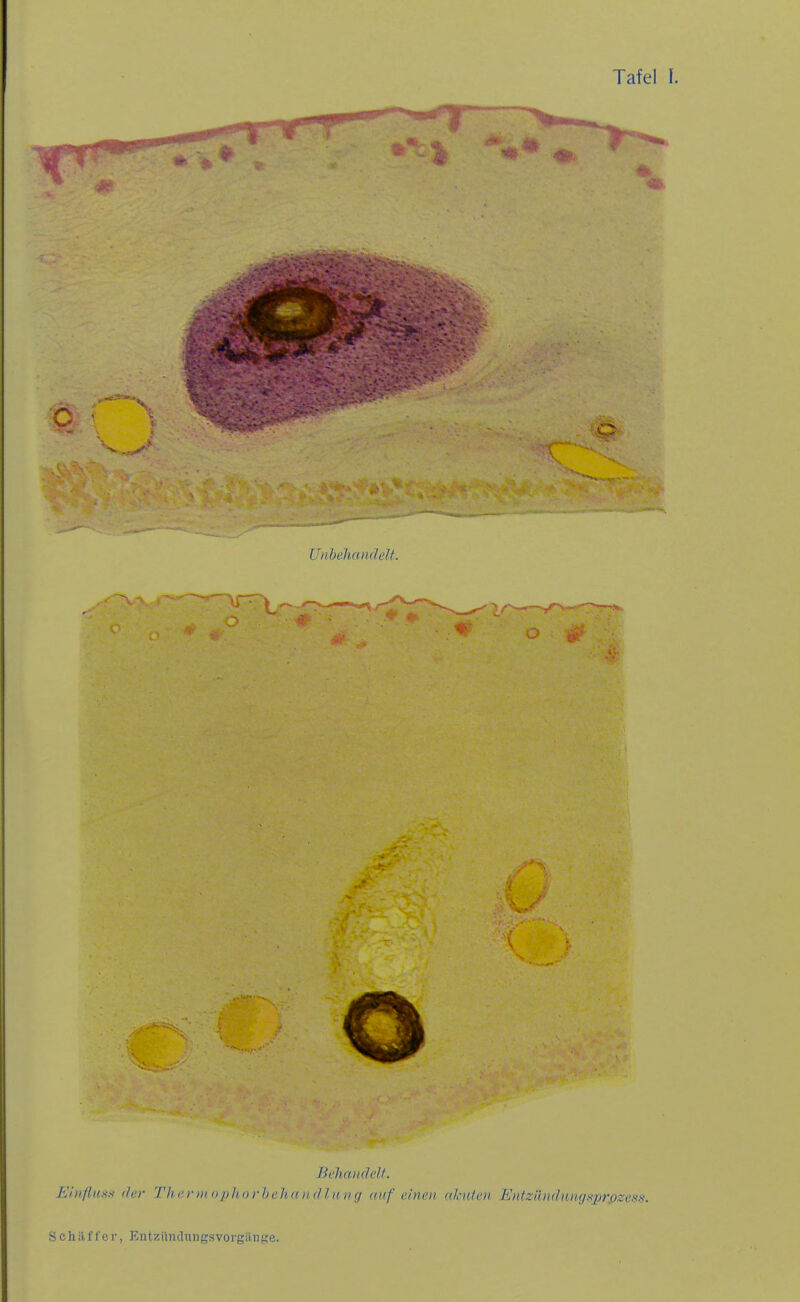 O Behandelt. Einfluss der Theriii ophorbehcuidlung auf einen akuten Entzimdungsprßzess. Schilffcr, Entziiiuluiigsvorgiinge.