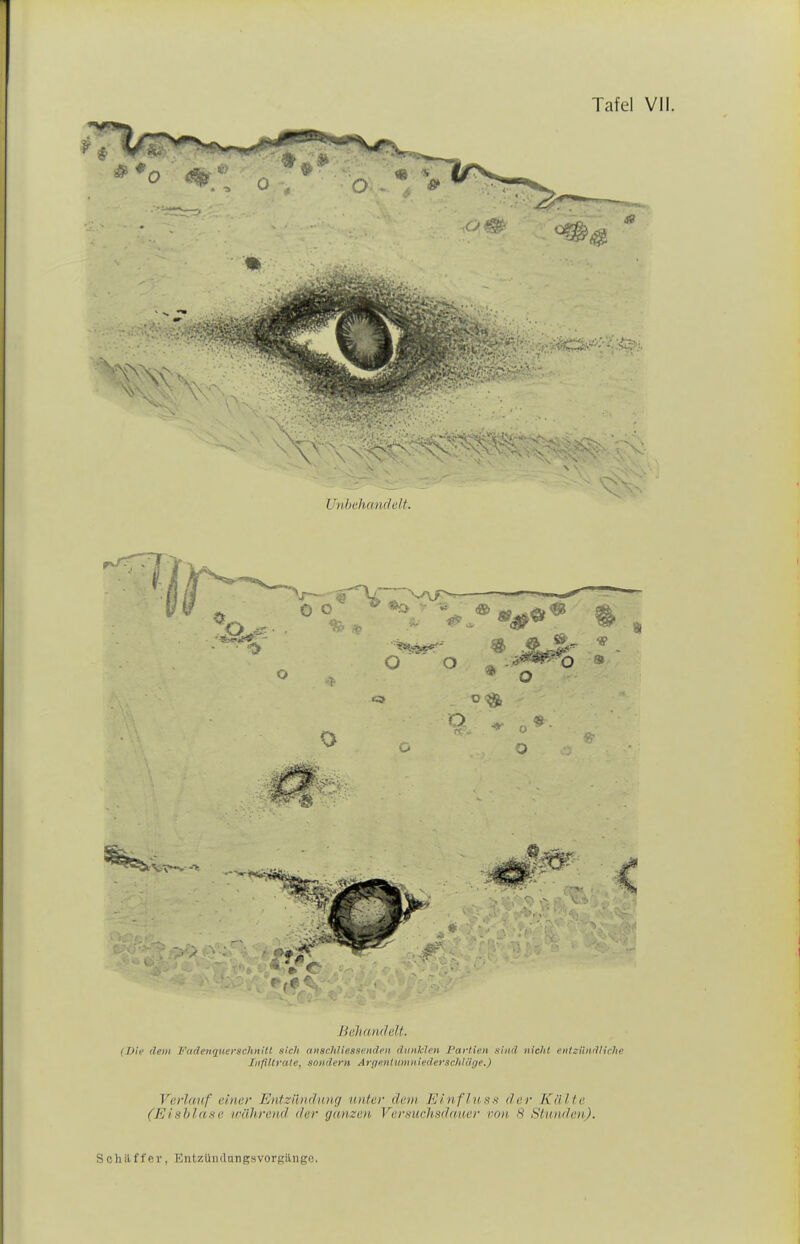 \ Unbehandelt. Behandelt. {Die dem Fadenquerschnilt sich anschliessenden ätiiMen Partien sind nicht entziUnlliche Infiltrate, sondern ArrienlumniederschUiye.) Verlauf einer Entziuidnn,q unter dem Einflns.s' der Kälte (Eisblase ivältrend der ganzen Versiichsdaner non 8 Sln)ide)i).