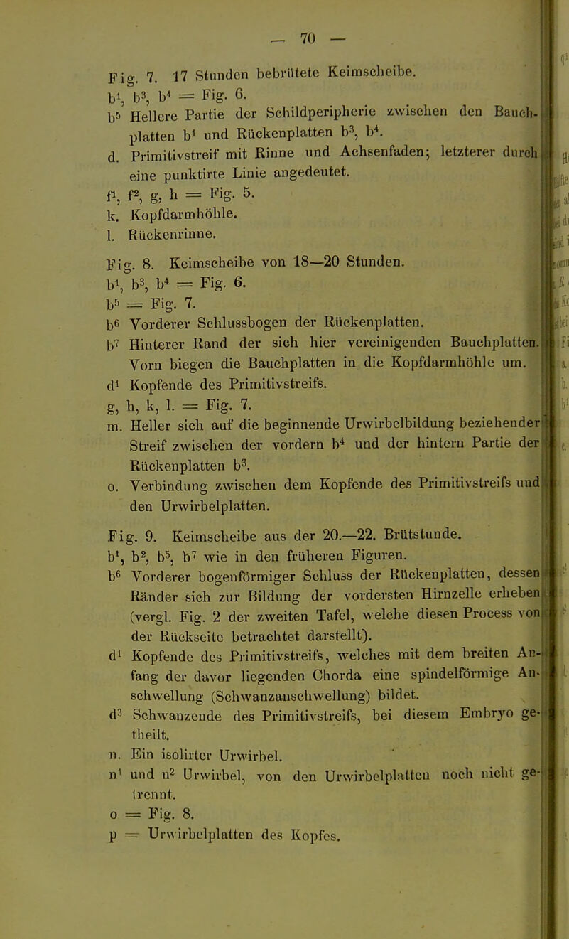 Fig. 7. 17 Stunden bebrUtete Keimscheibe, bi, b3, b^ = Fig. G. b^ Hellere Partie der Schildperipherie zwischen den Baucli. platten b^ und Rückenplatten b^ b^. d. Primitivstreif mit Rinne und Achsenfaden; letzterer durch eine punktirte Linie angedeutet, fi, f2, g, h = Fig. 5. k. Kopfdarmhöhle. 1. Rückenrinne. Fig. 8. Keimscheibe von 18—20 Stunden. h\ b3, b* = Fig. 6. i b5 = Fig. 7. -| b6 Vorderer Schlussbogen der Rückenplatten. ' b'^ Hinterer Rand der sich hier vereinigenden Bauchplatten. Vorn biegen die Bauchplatten in die Kopfdarmhöhle um. d^ Kopfende des Primitivstreifs, g, h, k, 1. = Fig. 7. m. Heller sich auf die beginnende Urwirbelbildung beziehender Streif zwischen der vordem b* und der hintern Partie der Rückenplatten b^. 0. Verbindung zwischen dem Kopfende des Primitivstreifs und den Urwirbelplatten. Fig. 9. Keimscheibe aus der 20.—22. Brütstunde. b', b^ b^, b^ wie in den früheren Figuren. b6 Vorderer bogenförmiger Schluss der Rückenplatten, dessen Ränder sich zur Bildung der vordersten Hirnzelle erheben (veröl. Fio-. 2 der zweiten Tafel, welche diesen Process von der Rückseite betrachtet darstellt), dl Kopfende des Primitivstreifs, welches mit dem breiten Ab- fang der davor liegenden Chorda eine spindelförmige An- Schwellung (Schwanzanschwellung) bildet. d3 Schwanzende des Primitivstreifs, bei diesem Embryo ge- theilt. n. Ein isolirter Urwirbel. n' und n2 Urwirbel, von den Urwirbelplatten noch nichl ge- lrennt, o = Fig. 8. p — Urwirbelplatten des Kopfes.