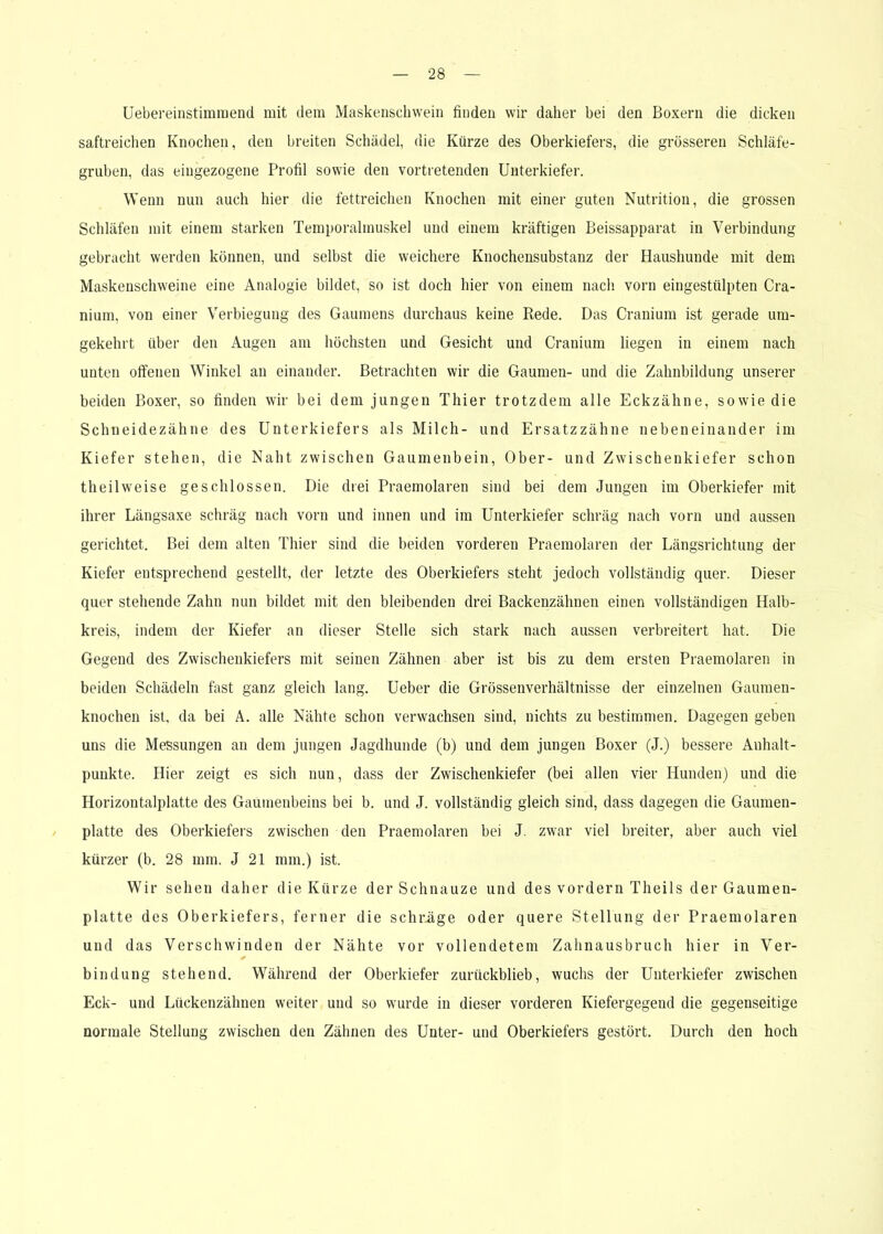 Uebereinstimroend mit dem Maskenschwein finden wir daher bei den Boxern die dicken saftreichen Knochen, den breiten Schädel, die Kürze des Oberkiefers, die grösseren Schläfe- gruben, das eiugezogene Profil sowie den vortretenden Unterkiefer. Wenn nun auch hier die fettreichen Knochen mit einer guten Nutrition, die grossen Schläfen mit einem starken Temporalmuskel und einem kräftigen Beissapparat in Verbindung gebracht werden können, und selbst die weichere Knochensubstanz der Haushunde mit dem Maskenschweine eine Analogie bildet, so ist doch hier von einem nach vorn eingestülpten Cra- nium, von einer Verbiegung des Gaumens durchaus keine Rede. Das Cranium ist gerade um- gekehrt über den Augen am höchsten und Gesicht und Cranium liegen in einem nach unten offenen Winkel an einander. Betrachten wir die Gaumen- und die Zahnbildung unserer beiden Boxer, so finden wir bei dem jungen Thier trotzdem alle Eckzähne, sowie die Schneidezähne des Unterkiefers als Milch- und Ersatzzähne nebeneinander im Kiefer stehen, die Naht zwischen Gaumenbein, Ober- und Zwischenkiefer schon theilweise geschlossen. Die drei Praemolaren sind bei dem Jungen im Oberkiefer mit ihrer Längsaxe schräg nach vorn und innen und im Unterkiefer schräg nach vorn und aussen gerichtet. Bei dem alten Thier sind die beiden vorderen Praemolaren der Längsrichtung der Kiefer entsprechend gestellt, der letzte des Oberkiefers steht jedoch vollständig quer. Dieser quer stehende Zahn nun bildet mit den bleibenden drei Backenzähnen einen vollständigen Halb- kreis, indem der Kiefer an dieser Stelle sich stark nach aussen verbreitert hat. Die Gegend des Zwischenkiefers mit seinen Zähnen aber ist bis zu dem ersten Praemolaren in beiden Schädeln fast ganz gleich lang. Ueber die Grössenverhältnisse der einzelnen Gaumen- knochen ist. da bei A. alle Nähte schon verwachsen sind, nichts zu bestimmen. Dagegen geben uns die Messungen an dem jungen Jagdhunde (b) und dem jungen Boxer (J.) bessere Anhalt- punkte. Hier zeigt es sich nun, dass der Zwischenkiefer (bei allen vier Hunden) und die Horizontalplatte des Gaumenbeins bei b. und J. vollständig gleich sind, dass dagegen die Gaumen- platte des Oberkiefers zwischen den Praemolaren bei J. zwar viel breiter, aber auch viel kürzer (b. 28 mm. J 21 mm.) ist. Wir sehen daher die Kürze der Schnauze und des vordem Theils der Gaumen- platte des Oberkiefers, ferner die schräge oder quere Stellung der Praemolaren und das Verschwinden der Nähte vor vollendetem Zahnausbruch hier in Ver- bindung stehend. Während der Oberkiefer zurückblieb, wuchs der Unterkiefer zwischen Eck- und Lückenzähnen weiter und so wurde in dieser vorderen Kiefergegend die gegenseitige normale Stellung zwischen den Zähnen des Unter- und Oberkiefers gestört. Durch den hoch