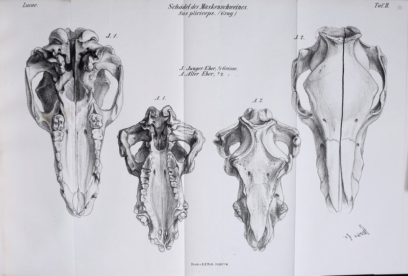 Schädel des Masketischweines. Susplicicejjs. dGrat/J