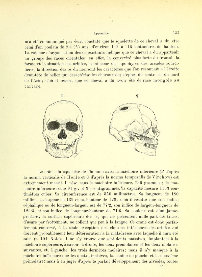 m'a été communiqué par écrit constate que le squelette de ce cheval a dû être celui d'un poulain de 2 à 2V2 ans, d'environ 142 à 146 centimètres de hauteur. La roideur d'organisation des os existants indique que ce cheval a dû appartenir au groupe des races orientales ; en effet, la convexité plus forte du frontal, la forme et la situation des orbites, la minceur des apophyses des arcades sourci- lières, la direction des os du nez, sont les caractères que l'on reconnaît à l'étroite demi-tête de bélier qui caractérise les chevaux des steppes du centre et du nord de l'Asie; d'où il ressort que ce cheval a dû avoir été de race mongole au t art are. P Q Le crâne du squelette de l'homme avec la mâchoire inférieure (P d'après la norma verticalis de Henle et Q d'après la norma temporalis de Virchow) est extrêmement massif. Il pèse, sans la mâchoire inférieure, 736 grammes; la mâ- choire inférieure seule 94 gr. et 96 centigrammes. Sa capacité mesure 1153 cen- timètres cubes. Sa circonférence est de 550 millimètres. Sa longueur de 180 millim., sa largeur de 139 et sa hauteur de 129; d'où il résulte que son indice céphalique ou de longueur-largeur est de 7 7'2, son indice de largeur-longueur de 1293, et son indice de longueur-hauteur de 71'6. Sa couleur est d'un jaune- grisâtre ; la surface supérieure des os, qui ne présentent nulle part des traces d'usure par frottement, ne collent que peu à la langue. Ce crâne est donc parfai- tement conservé, à la seule exception des cloisons intérieures des orbites qui doivent probablement leur détérioration à la maladresse avec laquelle il aura été saisi (p. 101. Note). Il ne s'y trouve que sept dents massives, implantées à la mâchoire supérieure, à savoir : à droite, les deux prémolaires et les deux molaires suivantes, et, à gauche, les trois dernières molaires ; mais il n'y manque à la mâchoire inférieure que les quatre incisives, la canine de gauche et la deuxième prémolaire; mais à en juger d'après le parfait développement des alvéoles, toutes IG*