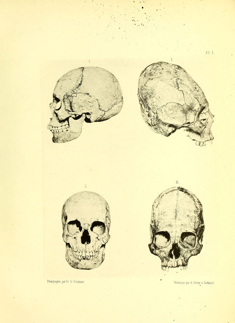 Phdtfjûrajiliii: par Dr. G. Si'hLrniinn.