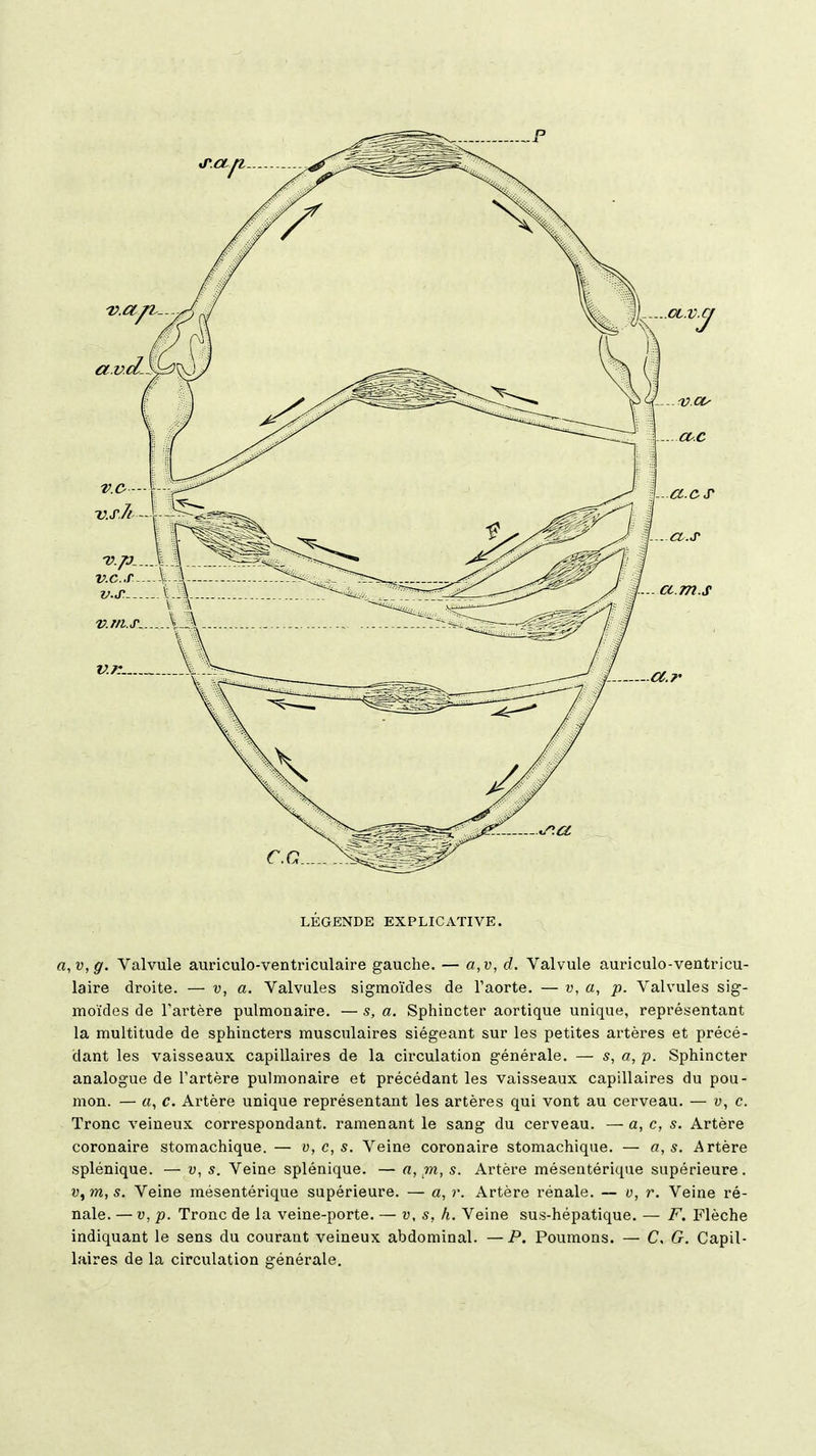 LÉGENDE EXPLICATIVE. a,v,g. Valvule auriculo-ventriculaire gauche. — a,v, d. Valvule auriculo-ventricu- laire droite. — v, a. Valvules sigmoïdes de Taorte. — v, a, p. Valvules sig- moïdes de l'artère pulmonaire. — s, a. Sphincter aortique unique, représentant la multitude de sphincters musculaires siégeant sur les petites artères et précé- dant les vaisseaux capillaires de la circulation générale. — s, a, p. Sphincter analogue de l'artère pulmonaire et précédant les vaisseaux capillaires du pou- mon. — «, c. Artère unique représentant les artères qui vont au cerveau. — w, c. Tronc veineux correspondant, ramenant le sang du cerveau. — a, c, s. Artère coronaire stomachique.— v, c, s. Veine coronaire stomachique. — a, s. Artère splénique. — v, s. Veine splénique. — n, pi, s. Artère mésentérique supérieure. v,m,s. Veine mésentérique supérieure. — a, r. Artère rénale. — u, r. Veine ré- nale. — V, p. Tronc de la veine-porte. — v, s, h. Veine sus-hépatique. — F. Flèche indiquant le sens du courant veineux abdominal. — P. Poumons. — C, G. Capil- laires de la circulation générale.