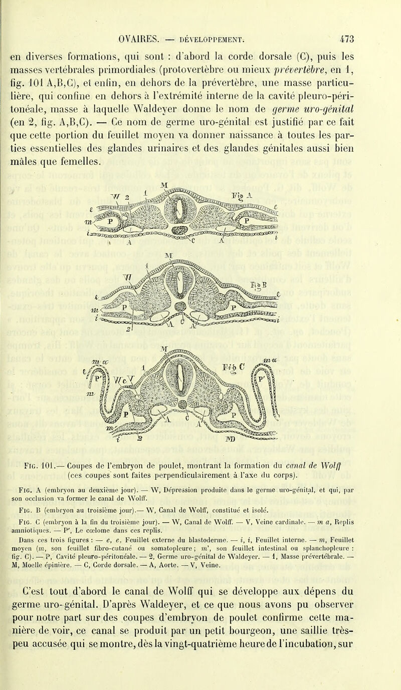 en diverses formations, qui sont : d'abord la corde dorsale (C), puis les masses vertébrales primordiales (protovertèbre ou mieux prévertèbre, en 1, fig. 101 A,B,C), et enfin, en dehors de la prévertèbre, une masse particu- lière, qui coniine en dehors à l'extrémité interne de la cavité pleuro-péri- lonéale, masse à laquelle Waldeyer donne le nom de germe uro-génital (en 2, fig. A,B,C). — Ce nom de germe uro-génital est justifié par ce fait que cette portion du feuillet moyen va donner naissance à toutes les par- ties essentielles des glandes urinaires et des glandes génitales aussi bien mâles que femelles. Fig. 101.— Coupes de l'embryon de poulet, montrant la formation du canal de Wolff (ces coupes sont faites perpendiculairement à l'axe du corps). Fig. a (embryon au deuxième jour). — W, Dépression produite d.iiis le germe uro-génital, et qui, par son occlusion va former le canal de Wolff. Fig. B (embryon au troisième jour).— W, Canal de Wolff, constitué et isolé. FiG. C (embryon à la fin du troisième jour). — W, Canal de WoUT. — V, Veine cardinale, — m a. Replis amniotiques. — P', Le cœlome dans ces replis. Dans ces trois figures : — e, e. Feuillet externe du blastoderme. — i, i. Feuillet interne. — m, Feuillet moyen (m, son feuillet fibro-cutané ou somatopleure ; m', son feuillet intestinal ou splanchoplcure : fig. C). — P, Cavité pleuro-péritonéale. — 2, Germe uro-génital de Waldeyer. — 1, Masse prévertébrale. — M, Moelle épinière. — C, Corde dorsale. — A, Aorte. — V, Veine. C'est tout d'abord le canal de Wolff qui se développe aux dépens du germe uro- génital. D'après Waldeyer, et ce que nous avons pu observer pour notre part sur des coupes d'embryon de poulet confirme cette ma- nière de voir, ce canal se produit par un petit bourgeon, une saillie très- peu accusée qui se montre, dès la vingt-quatrième heure de l'incubation, sur