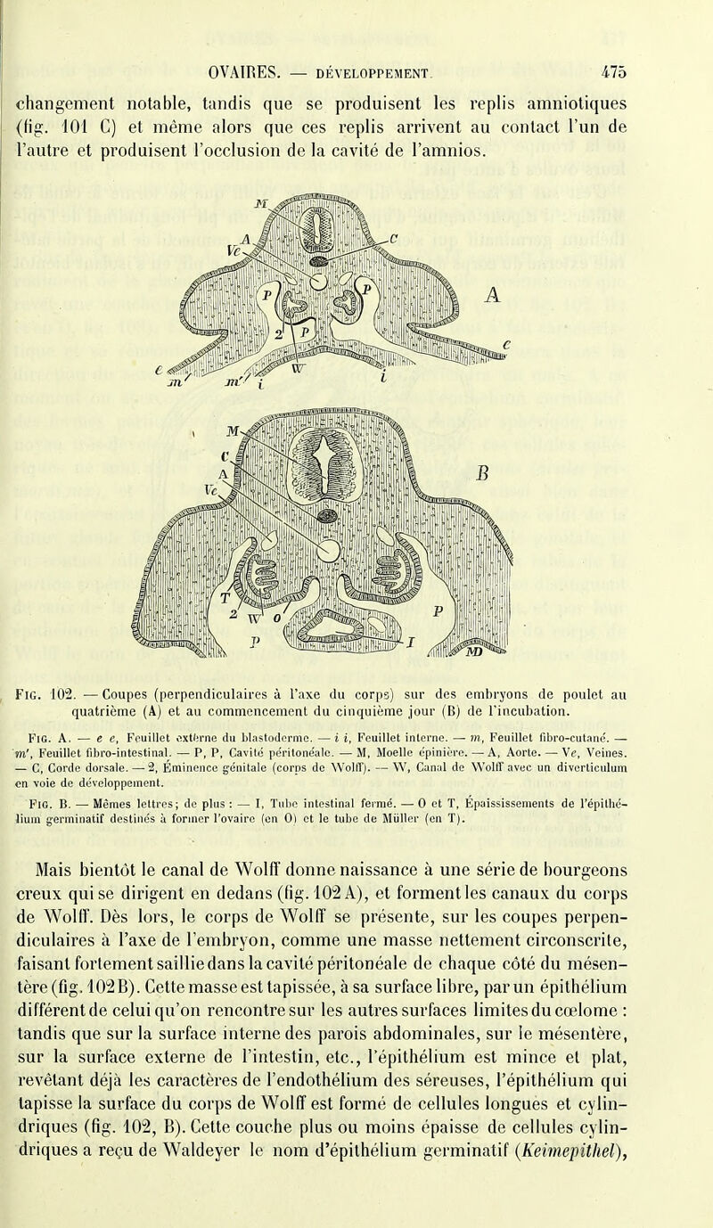 changement notable, tandis que se produisent les replis amniotiques (fig. 101 C) et même alors que ces replis arrivent au contact l'un de l'autre et produisent l'occlusion de la cavité de l'amnios. Fig. 102. — Coupes (perpendiculaires à l'axe du corps) sur des embryons de poulet au quatrième (A) et au commencement du cinquième jour (B) de l'incubation. FiG. A, — e e, Feuillet oxtlirne du blastoderme. — i i, Feuillet interne. — m, Feuillet fibro-cutane'. — m', Feuillet fibro-intestinal. — P, P, Cavité péritonéale. — M, Moelle épinière. — A, Aorte. —■ Ve, Veines. — C, Corde dorsale. —■ 2, Eminence génitale (corps de WolIT). — W, Canal de Wolff avec un diverticulum en voie de développement. Fig. B. — Mêmes lettres; de plus : — I, Tube intestinal fermé. — 0 et T, Epaississements de l'épithé- lium germinatif destinés à former l'ovaire (on G) et le tube de Miiller (en T). Mais bientôt le canal de Wolff donne naissance à une série de bourgeons creux qui se dirigent en dedans (fig. 102 A), et forment les canaux du corps de Wolff. Dès lors, le corps de Wolff se présente, sur les coupes perpen- diculaires à l'axe de l'embryon, comme une masse nettement circonscrite, faisant fortement saillie dans la cavité péritonéale de chaque côté du mésen- tère (fig. 102 B). Cette masse est tapissée, à sa surface libre, par un épithélium différent de celui qu'on rencontre sur les autres surfaces limites du cœlome : tandis que sur la surface interne des parois abdominales, sur le mésentère, sur la surface externe de l'intestin, etc., Tépithélium est mince et plat, revêlant déjà les caractères de l'endothélium des séreuses, l'épithélium qui tapisse la surface du corps de Wolff est formé de cellules longues et cylin- driques (fig. 102, B). Cette couche plus ou moins épaisse de cellules cylin- driques a reçu de Waldeyer le nom d'épithélium germinatif {Keimepithel),