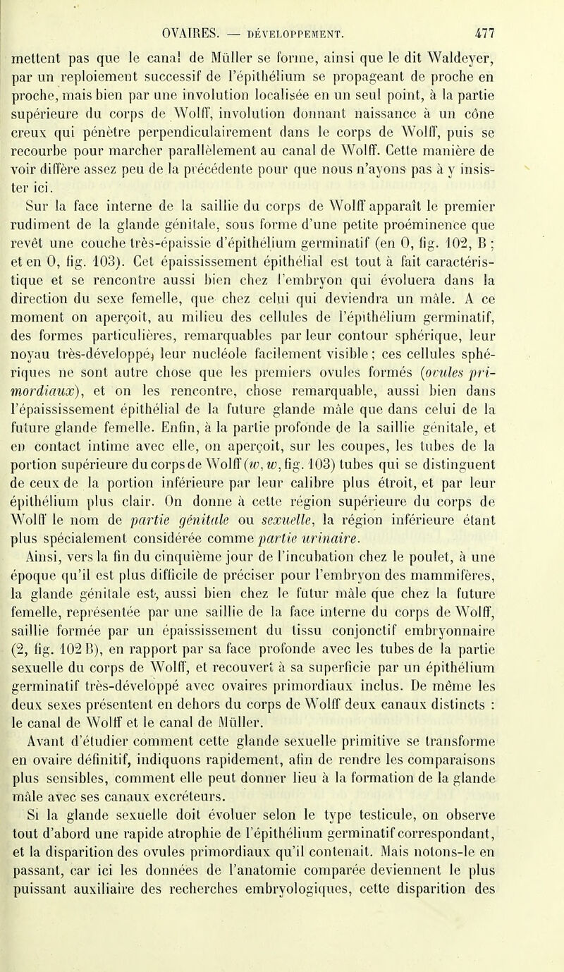 mettent pas que le canal de Mûller se forme, ainsi que le dit Waldeyer, par un reploiement successif de l'épithélium se propageant de proche en proche, mais bien par une involution localisée en un seul point, à la partie supérieure du corps de Wolff, involution donnant naissance à un cône creux qui pénètre perpendiculairement dans le corps de Wolff, puis se recourbe pour marcher parallèlement au canal de Wolff. Celte manière de voir diffère assez peu de la précédente pour que nous n'ayons pas à y insis- ter ici. Sur la face interne de la saillie du corps de Wolff apparaît le premier rudiment de la glande génitale, sous forme d'une petite proéminence que revêt une couche très-épaissie d'épithélium germinatif (en 0, fig. '10i2, B ; et en 0, fig. 103). Cet épaississement épithélial est tout à fait caractéris- tique et se rencontre aussi bien chez l'embryon qui évoluera dans la direction du sexe femelle, que chez celui qui deviendra un mâle. A ce moment on aperçoit, au milieu des cellules de l'épithélium germinatif, des formes particulières, remarquables par leur contour sphérique, leur noyau très-développé^ leur nucléole facilement visible ; ces cellules sphé- riques ne sont autre chose que les premiers ovules formés (ovules pri- mordiaux), et on les rencontre, chose remarquable, aussi bien dans l'épaississement épithélial de la future glande mâle que dans celui de la future glande femelle. Enfin, à la partie profonde de la saillie génitale, et en contact intime avec elle, on aperçoit, sur les coupes, les tubes de la portion supérieure du corps de Wolff (w, w, fig. 103) tubes qui se distinguent de ceux de la portion inférieure par leur calibre plus étroit, et par leur épithélium plus clair. On donne à cette région supérieure du corps de Wolff le nom de partie génitale ou sexuelle, la région inférieure étant plus spécialement considérée comme partie urinaire. Ainsi, vers la fin du cinquième jour de l'incubation chez le poulet, à une époque qu'il est plus difficile de préciser pour l'embryon des mammifères, la glande génitale est, aussi bien chez le futur mâle que chez la future femelle, représentée par une saillie de la face interne du corps de Wolff, saillie formée par un épaississement du tissu conjonctif embryonnaire (2, fig. 102 R), en rapport par sa face profonde avec les tubes de la partie sexuelle du corps de Wolff, et recouvert à sa superficie par un épithélium germinatif très-développé avec ovaires primordiaux inclus. De même les deux sexes présentent en dehors du corps de Wolff deux canaux distincts : le canal de Wolff et le canal de iMùller. Avant d'étudier comment cette glande sexuelle primitive se transforme en ovaire définitif, indiquons rapidement, afin de rendre les comparaisons plus sensibles, comment elle peut donner lieu à la formation de la glande mâle avec ses canaux excréteurs. Si la glande sexuelle doit évoluer selon le type testicule, on observe tout d'abord une rapide atrophie de l'épithélium germinatif correspondant, et la disparition des ovules primordiaux qu'il contenait. Mais notons-le en passant, car ici les données de l'anatomie compai'ée deviennent le plus puissant auxiliaire des recherches embryologi({ues, cette disparition des