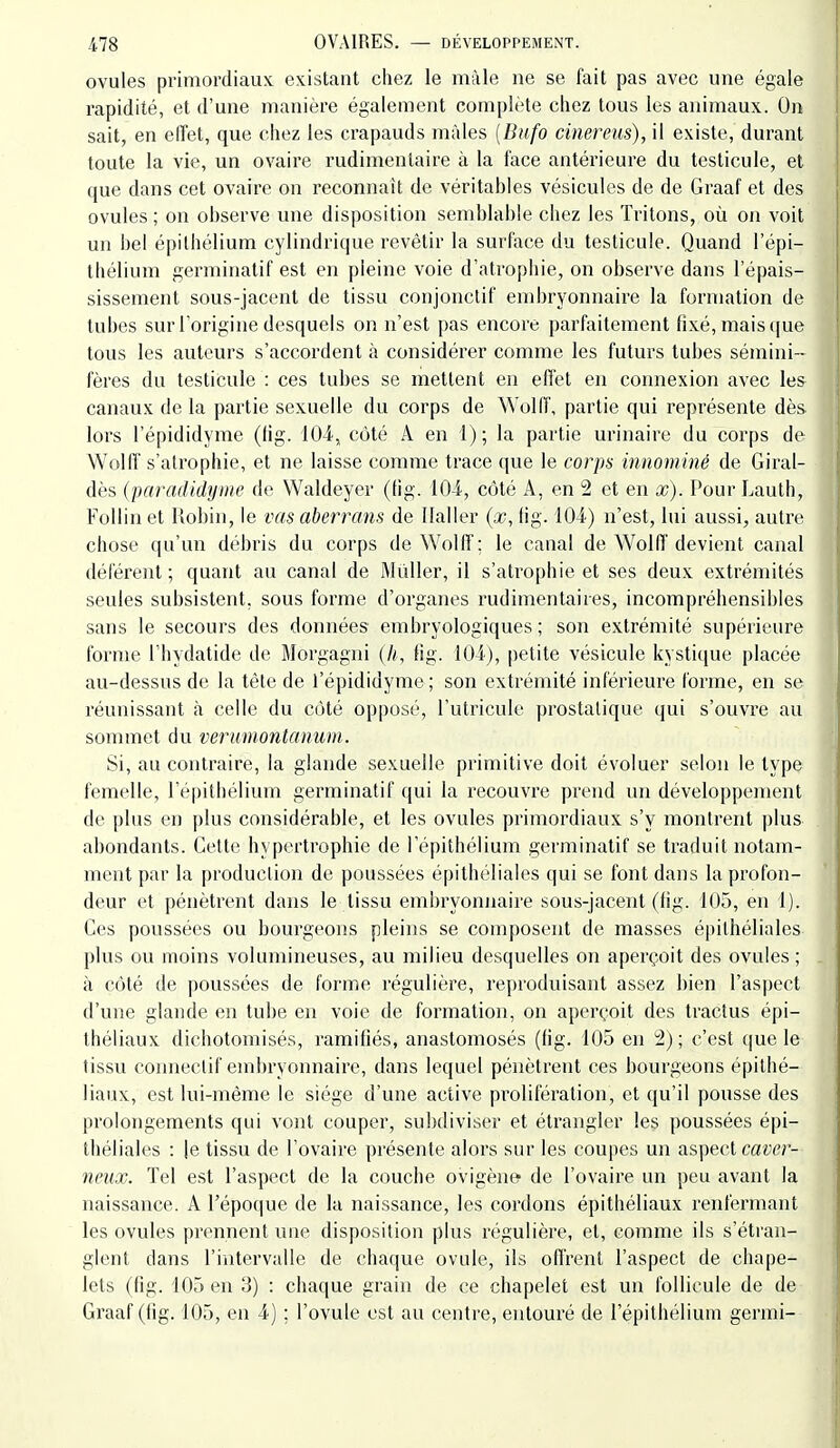 ovules primordiaux: existant cliez le mâle ne se fait pas avec une égale rapidité, et d'une manière également complète cliez tous les animaux. On sait, en effet, que chez les crapauds màles [Biifo cinereus), il existe, durant toute la vie, un ovaire rudimentaire à la face antérieure du testicule, et que dans cet ovaire on reconnaît de véritables vésicules de de Graaf et des ovules ; on observe une disposition semblable chez les Tritons, où on voit un bel épilhélium cylindrique revêtir la surface du testicule. Quand l'épi- thélium germinatif est en pleine voie d'atrophie, on observe dans l'épais- sissement sous-jacent de tissu conjonctif embryonnaire la formation de tubes sur l'origine desquels on n'est pas encore parfaitement fixé, mais ([ue tous les auteurs s'accordent à considérer comme les futurs tubes sémini- fères du testicule : ces tubes se mettent en effet en connexion avec les canaux de la partie sexuelle du corps de Wolff, partie qui représente dès lors l'épididyme (fig. 10-i, côté A en 1); la partie urinaire du corps de Wolff s'atrophie, et ne laisse comme trace que le corps iiinominé de Giral- dès (paradidyiiie de Waldeyer (lig. 104, côté A, en 2 et en x). Pour Lauth, Follin et Robin, le vas aberrans de Ilaller (x, fig. 104) n'est, lui aussi, autre chose qu'un débris du corps de Wolff; le canal de Wolff devient canal déférent ; quant au canal de Mûller, il s'atrophie et ses deux extrémités seules subsistent, sous forme d'organes rudimentaires, incompréhensibles sans le secours des données embryologiques ; son extrémité supérieure forme l'hydatide de Morgagni (7;, fig. 104), petite vésicule kystique placée au-dessus de la tête de l'épididyme; son extrémité inférieure forme, en se réunissant à celle du côté opposé, l'utricule prostatique qui s'ouvre au sommet du verumontanum. Si, au contraire, la glande sexuelle primitive doit évoluer selon le type femelle, l'épithélium germinatif qui la recouvre prend un développement de plus en plus considérable, et les ovules primordiaux s'y montrent plus abondants. Cette hypertrophie de l'épithélium germinatif se traduit notam- ment par la production de poussées épithéliales qui se font dans la profon- deur et pénètrent dans le tissu embryonnaire sous-jacent (fig. 105, en 1). Ces poussées ou bourgeons pleins se composent de masses épithéliales plus ou moins volumineuses, au milieu desquelles on aperçoit des ovules ; à côté de poussées de forme régulière, reproduisant assez bien l'aspect d'une glande en tube en voie de formation, on aperçoit des tractus épi- théliaux dichotomisés, ramifiés, anastomosés (fig. 105 en 2); c'est que le tissu connectif embryonnaire, dans lequel pénètrent ces bourgeons épithé- liaux, est lui-même le siège d'une active prolifération, et qu'il pousse des prolongements qui vont couper, subdiviser et étrangler les poussées épi- théliales : le tissu de l'ovaire présente alors sur les coupes un aspect cawer- neitx. Tel est l'aspect de la couche ovigène de l'ovaire un peu avant la naissance. A l'époque de la naissance, les cordons épithéliaux renfermant les ovules prennent une disposition plus régulière, et, comme ils s'étran- glent dans l'intervalle de chaque ovule, ils offrent l'aspect de chape- lets (fig. 105 en 3) : chaque grain de ce chapelet est un follicule de de Graaf (fig. 105, en 4) ; l'ovule est au centre, entouré de l'épithélium germi--