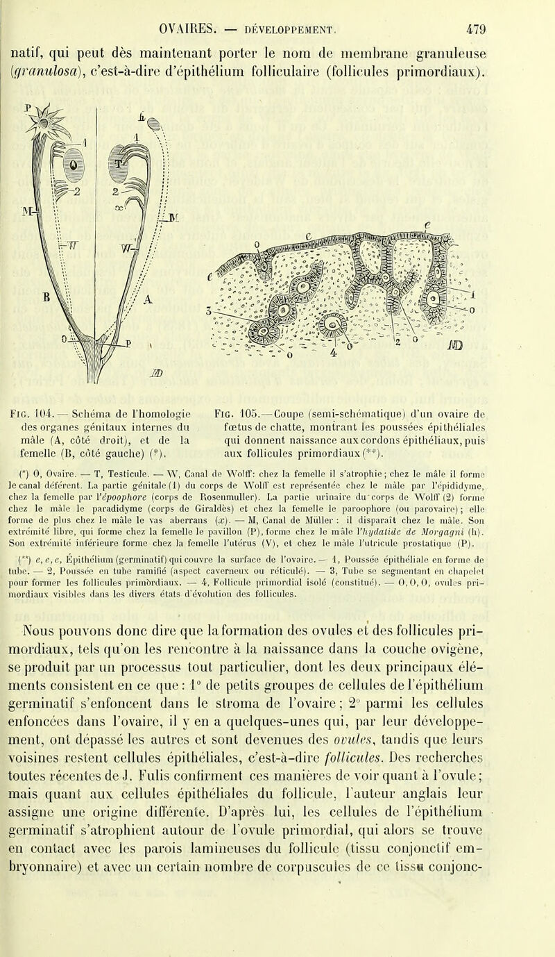 natif, qui peut dès maintenant porter le nom de membrane granuleuse [granulosa], c'est-à-dire d'épithélium folliculaire (follicules primordiaux). (*) 0, Ovaire. — T, Testicule. — W, Canal do Wolff: chez la femelle il s'atrophie; chez le mâle il forme Je canal déférent. La partie génitale (1) du corps de Wolff est représentée chez le niàlc par l'épididyme, chez la femelle par l'époophore (corps de Piosenmuller). La partie urinaire du'corps de Wolff (2) forme chez le mâle le paradidyme (corps de Giraldès) et chez la femelle le paroophore (ou parovaire) ; elle forme de pins chez le mâle le vas aberrans {x), — M, Canal de Millier : il disparait chez le mâle. Son extrémité libre, qui forme chez la femelle le pavillon (P), forme chez le mâle Vhijdatide de Morgagni (h). Son extrémité inférieure forme chez la femelle l'utérus (V), et chez le mâle i'utricule prostatique (P). () e,c,e, Epitliélium (germinatif) qui couvre la surface de l'ovaire.— 1, Poussée épithéliale enferme de tube.— 2, Poussée en tube ramifié (aspect caverneux ou réticulé). — 3, Tube se segmentant en chapelet pour former les follicules primbrdiaux. — 4, Follicule primordial isolé (constitué). — 0,0,0, ovnk'S pri- mordiaux visibles dans les divers états d'évolution des follicules. Nous pouvons donc dire que la formation des ovules et des follicules pri- mordiaux, tels qu'on les rencontre à la naissance dans la couche ovigène, se produit par un processus tout particulier, dont les deux principaux élé- ments consistent en ce que : 1° de petits groupes de cellules de l'épithélium germinatif s'enfoncent dans le stroma de l'ovaire ; 2  paierai les cellules enfoncées dans l'ovaire, il y en a quelques-unes qui, par leur développe- ment, ont dépassé les autres et sont devenues des ovales, taudis que leurs voisines restent cellules épithéliales, c'est-à-dire follicules. Des recherches toutes récentes de J. Fulis confirment ces manières de voir quant à l'ovule; mais quant aux cellules épithéliales du follicule, l'auteur anglais leur assigne une origine différente. D'après lui, les cellules de l'épithélium germinatif s'atrophient autour de l'ovule primordial, qui alors se trouve en contact avec les parois lamineuses du follicule (tissu conjonctif em- bryonnaire) et avec un certain nombre de corpuscules de ce tissH conjonc- Fio. loi.— Schéma de l'homologio des organes génitaux internes du mâle (A, côté droit), et de la femelle (B, côté gauche) (*), FiG. 105.— Coupe (semi-schématique) d'un ovaire de fœtus de chatte, montrant les poussées épithéliales qui donnent naissance aux cordons épithéliaux, puis aux follicules primordiaux (**).