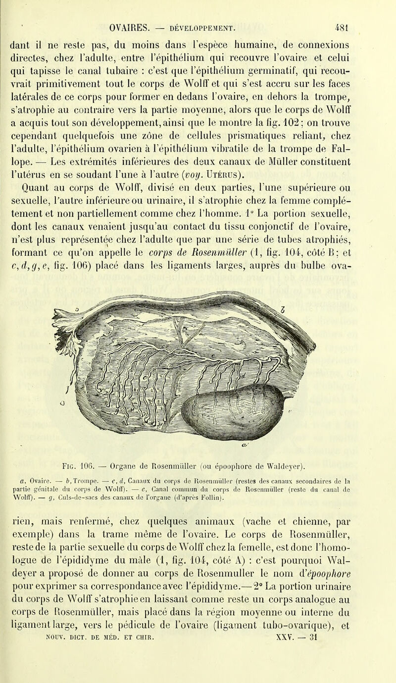 dant il ne reste pas, du moins dans l'espèce humaine, de connexions directes, chez l'adulte, entre l'épithélium qui recouvre l'ovaire et celui qui tapisse le canal tubaire : c'est que l'épithélium germinatif, qui recou- vrait primitivement tout le corps de Wollï'et qui s'est accru sur les faces latérales de ce corps pour former en dedans l'ovaire, en dehors la trompe, s'atrophie au contraire vers la partie moyenne, alors que le corps de Wolff a acquis tout son développement, ainsi que le montre la lig. 102; on trouve cependant quelquefois une zone de cellules prismatiques reliant, chez l'adulte, l'épithélium ovarien à l'épithélium vibratile de la trompe de Fal- lope. — Les extrémités inférieures des deux canaux de MùUer constituent l'utérus en se soudant l'une à l'autre {voy. Utérus). Quant au corps de Wollf, divisé en deux parties, l'une supérieure ou sexuelle, l'autre inférieure ou urinaire, il s'atrophie chez la femme complè- tement et non partiellement comme chez l'homme. 1 La portion sexuelle, dont les canaux venaient jusqu'au contact du tissu conjonctif de l'ovaire, n'est plus représentée chez l'adulte que par une série de tubes atrophiés, formant ce qu'on appelle le corps de Rosenmïdler (1, lig. lOi, côté B; et c,d,g,e, lig. 106) placé dans les ligaments larges, auprès du bulbe ova- FiG. 106. — Organe de Rosenmiillcr (ou époophore de Waldeycr). a. Ovaire. — é, Trompe. — c, d, Canaux du corps de PiOsenmuUer (restes des canaux secondaires de la partie ge'nitale du corps de Wollï). — e. Canal commun du corps de Rosenniiiller (reste du canal de WoltT). — g, Culs-de-sacs des canaux de l'organe (d'après Follin). rien, mais renfermé, chez quelques animaux (vache et chienne, par exemple) dans la trame même de l'ovaire. Le corps de Rosenmûller, reste de la partie sexuelle du corps de WoUf chez la femelle, est donc l'homo- logue de l'épididyme du màle (1, fig. 101, côté A) : c'est pourquoi Wal- deyer a proposé de donner au corps de Rosenmûller le nom (ïépoophore pour exprimer sa correspondance avec l'épididyme.— 2° La portion urinaire du corps de Wolff s'atrophie en laissant comme reste un corps analogue au corps de Rosenmûller, mais placé dans la région moyenne ou interne du ligament large, vers le pédicule de l'ovaire (ligament tubo-ovarique), et NOUV. DICT. DE MÉD. ET CHIR. XXV. — 31