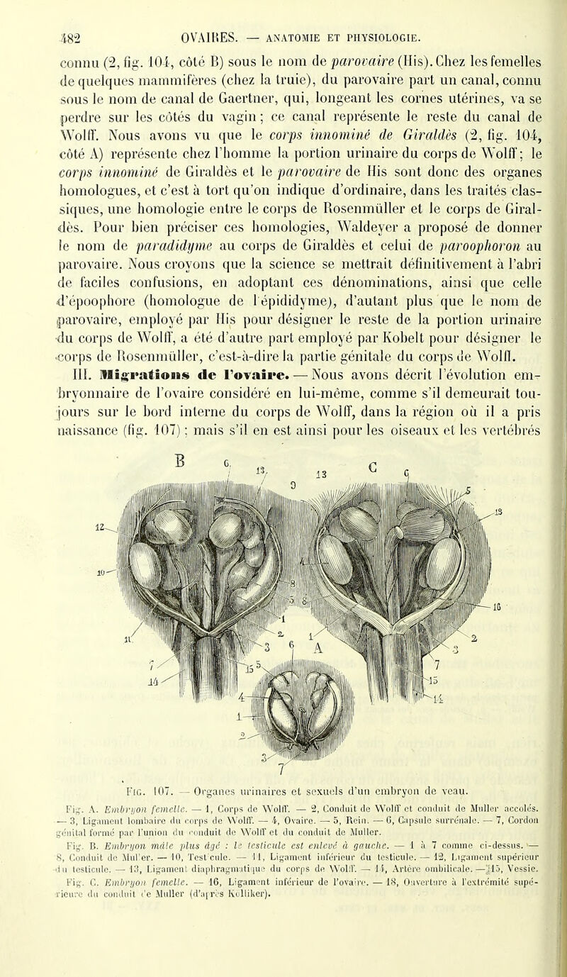 connu (2, fig. lOi, côté B) sous le nom de parovaire (Ilis).Chez les femelles de quelques mammifères (chez la truie), du parovaire part un canal, connu sous le nom de canal de Gaertner, qui, longeant les cornes utérines, va se perdre sur les cotés du vagin ; ce canal représente le reste du canal de WolIT. Nous avons vu que le corps innommé de Giraldès (^2, fig. 104, côté A) représente chez l'homme la portion urinaire du corps de Wollï; le corps innominé de Giraldès et le parovaire de Ilis sont donc des organes homologues, et c'est à tort qu'on indique d'ordinaire, dans les traités clas- siques, une homologie entre le corps de Rosenmùller et le corps de Giral- dès. Pour bien préciser ces homologies, Waldeyer a proposé de donner le nom de paradidyme au corps de Giraldès et celui de parooplioron au parovaire. Nous croyons que la science se mettrait définitivement à l'abri de faciles confusions, en adoptant ces dénominations, ainsi que celle d'époophore (homologue de 1 épididymej, d'autant plus que le nom de parovaire, employé par His pour désigner le reste de la portion urinaire •du corps de Wollï, a été d'autre part employé par Kobelt pour désigner le •corps de Rosenmùller, c'est-à-dire la partie génitale du corps de Wolll. m. niîjs^i*atioiis de l'ovaire. — Nous avons décrit l'évolution em- bryonnaire de l'ovaire considéré en lui-même, comme s'il demeurait tou- jours sur le bord interne du corps de Wolff, dans la région oii il a pris naissance (fig. 107) : mais s'il en est ainsi pour les oiseaux et les vertébrés Frc. 107. —Organes ui'inaires et sexuels d'un embryon de veau. Fi^. A. Embri/on femelle. — I, Corps do Wolff. — 2, Conduit do Wolff et conduit do Muller accoles. — 3, Ligament lombaire du i-orps de Wolff. — 4, Ovaire. — 5, Rein. — G, Capsido surrénale. — 7, Cordon génital formé par l'union du l'onduit de WolIT et du conduit de Muller. Fig. B. Embryon mâle plus âgé : le testicule est enlevé à gauche. — 1 :i 7 comme ci-dessus. — 8, Conduit de llul'er. — 10, Test'culo. — 11, Ligament inférieur du testicule.— li, Ligament supérieur du testicule. — Kl, Ligament diapl)ragmuti:|ue du corps de Wol:!'. — l't. Artère ombilicale.—>!■), Vessie. Fig. C. Embryon femelle. — 16, Ligament inférieur de l'ovaire. — IH, Onvcrturc à l'extrémité supé- rieure du conduit l'e .Muller (d'après KolliUer).