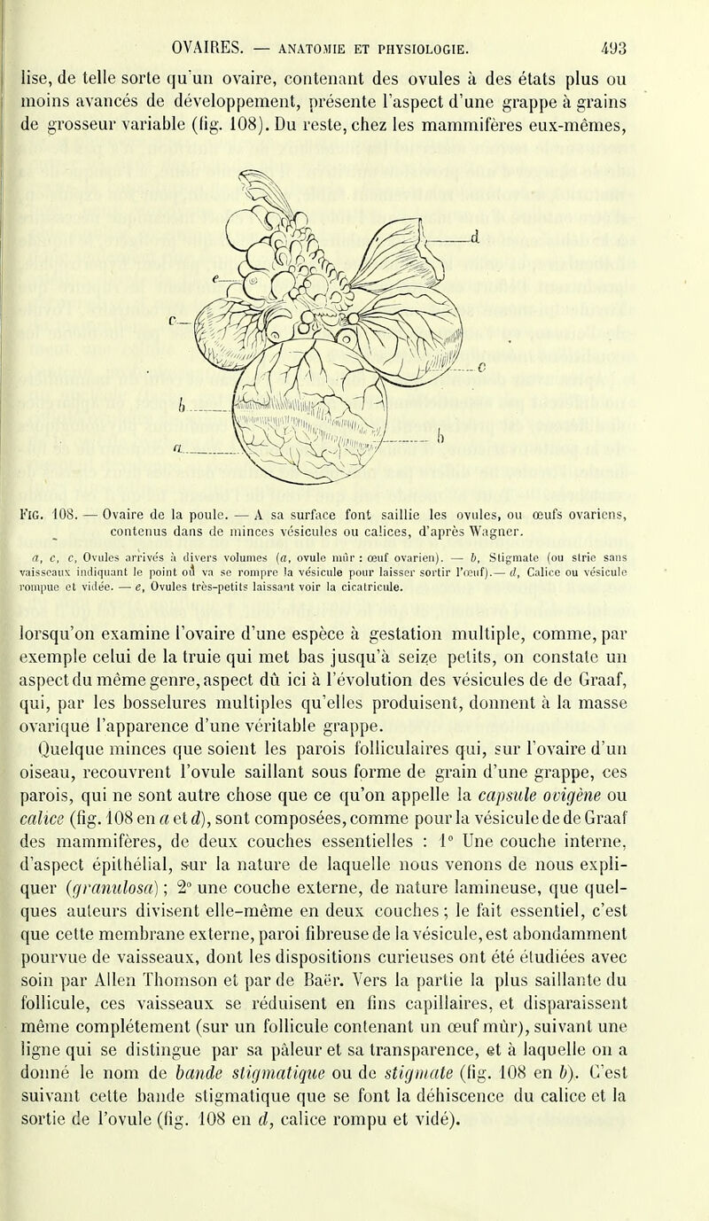 lise, de telle sorte qu'un ovaire, contenant des ovules à des états plus ou moins avancés de développement, présente l'aspect d'une grappe à grains de grosseur variable (Hg. 108), Du reste, chez les mammifères eux-mêmes, I''iG. 108. — Ovaire do la poule. — A sa surface font saillie les ovules, ou œufs ovariens, contenus dans de minces vésicules ou calices, d'après Wagner. a, c, c, Ovules arrivés à divers volumes {a, ovule mûr : œuf ovarien). — 6, Stigmate (ou strie sans vaisseaux indiquant le point oi va se rompre la ve'sicule pour laisser sortir l'reuf).— d, Calice ou vésicule rompue et vidée. — e, Ovules très-petits laissant voir la cicatricule. lorsqu'on examine l'ovaire d'une espèce à gestation multiple, comme, par exemple celui de la truie qui met bas jusqu'à seize petits, on constate un aspect du même genre, aspect dû ici à l'évolution des vésicules de de Graaf, qui, par les bosselures multiples qu'elles produisent, donnent à la masse ovarique l'apparence d'une véritable grappe. Quelque minces que soient les parois folliculaires qui, sur l'ovaire d'un oiseau, recouvrent l'ovule saillant sous forme de grain d'une grappe, ces parois, qui ne sont autre chose que ce qu'on appelle la capsule ovigène ou calice (fig. 108 en a et d), sont composées, comme pour la vésicule de de Graaf des mammifères, de deux couches essentielles : 1° Une couche interne, d'aspect épithélial, s-ur la nature de laquelle nous venons de nous expli- quer (gramilosa) ; 2 une couche externe, de nature lamineuse, que quel- ques auteurs divisent elle-même en deux couches; le fait essentiel, c'est que cette membrane externe, paroi fibreuse de la vésicule, est abondamment pourvue de vaisseaux, dont les dispositions curieuses ont été étudiées avec soin par Allen Thomson et par de Baër. Vers la partie la plus saillante du follicule, ces vaisseaux se réduisent en fins capillaires, et disparaissent même complètement (sur un follicule contenant un œuf mûr), suivant une ligne qui se distingue par sa pâleur et sa transparence, et à laquelle on a donné le nom de bande stigmatique ou de stigmate (fig. 108 en b). C'est suivant celte bande stigmatique que se font la déhiscence du calice et la sortie de l'ovule (fig. 108 en d, calice rompu et vidé).