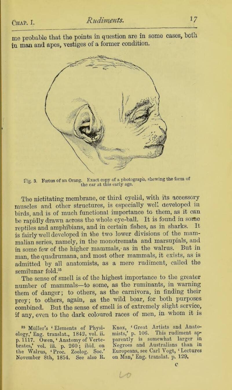 me probable that the points in question are in some cases, both in man and apes, vestiges of a former condition. Cig. 3. Foetus of an Orang. Kxact copy of a photograph, shewing the form of the ear at this early age. The nictitating membrane, or third eyelid, with its accessory muscles and other structures, is especially well developed in birds, and is of much functional importance to them, as it can be rapidly drawn across the whole eye-ball. It is found in some reptiles and amphibians, and in certain fishes, as in sharks. It is fairly well developed in the two lower divisions of the mam- malian series, namely, in the monotremata and marsupials, and in some few of the higher mammals,- as in the walrus. But in man, the quadrumana, and most other mammals, it exists, as is admitted by all anatomists, as a mere rudiment, called the semilunar fold.®* The sense of smell is of the highest importance to the greater number of mammals—to some, as the ruminants, in warning them of danger; to others, as the carnivora, in finding their prey; to others, again, as the wild boar, for both purposes combined. But the sense of smell is of extremely slight service, if any, even to the dark coloured races of men, in whom it is Muller’s ‘ Elements of Physi- ology,’ Eng. translat., 1842, vol. ii. p. 1117. Owen, ‘ Anatomy of Verte- brates,’ vol. hi. p. 260; ibid, on the Walrus, ‘Proc. Zoolog. Soc.’ November 8th, 1854. See also R. Knox, ‘ Great Artists and Anato- mists,’ p. 106. This rudiment ap- parently is somewhat larger in Negroes and Australians than in Europeans, see Carl Vogt, ‘Lectures on Man,’ Eng. translat. p. 129. c