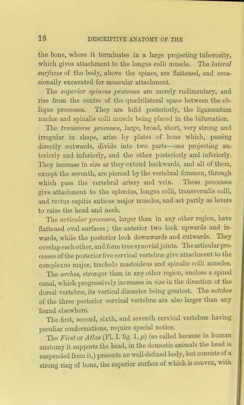 the bone, where it terminates in a large projecting tuberosity, which gives attachment to the longus colli muscle. The lateral surfaces of the body, above the spines, are flattened, and occa- sionally excavated for muscular attachment. The superior spinous processes are merely rudimentary, and rise from the centre of the quadrilateral space between the ob- lique processes. They are bifid posteriorly, the ligamentum nuchas and spinalis colli muscle being placed in the bifurcation. The transverse processes, large, broad, short, very strong and irregular in shape, arise by plates of bone which, passing directly outwards, divide into two parts—one projecting an- teriorly and inferiorly, and the other posteriorly and inferiorly. They increase in size as they extend backwards, and all of them, except the seventh, are pierced by the vertebral foramen, through which pass the vertebral artery and vein. These processes give attachment to the splenius, longus colli, transversalis colli, and rectus capitis anticus major muscles, and act partly as levers to raise the head and neck. The articular processes, larger than in any other region, have flattened oval surfaces j the anterior two look upwards and in- wards, while the posterior look downwards and outwards. They overlap each other, and form true synovial j oints. The articular pro- cesses of the posterior five cervical vertebra? give attachment to the complexus major, trachelo mastoideus and spinalis colli muscles. The arches, stronger than in any other region, enclose a spinal canal, which progressively increases in size in the direction of the dorsal vertebras, its vertical diameter being greatest. The notches of the three posterior cervical vertebrae are also larger than any found elsewhere. The first, second, sixth, and seventh cervical vertebras having peculiar conformations, require special notice. The First or Atlas (PL I. fig. l,p) (so called because in human anatomy it supports the head, in the domestic animals the head is suspended from it,) presents no well-defined body, but consists of a strong ring of bone, the superior surface of which is convex, with