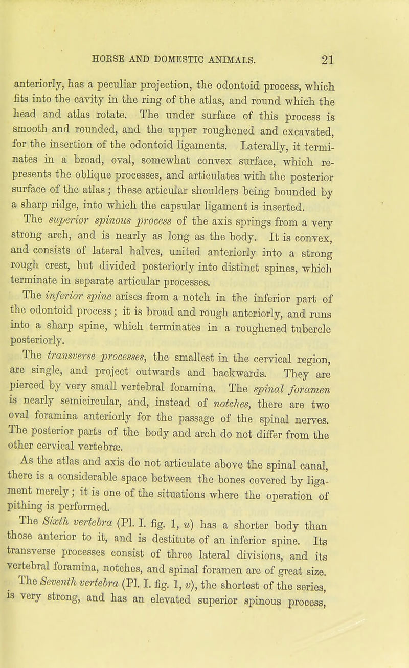 anteriorly, has a peculiar projection, the odontoid process, which fits into the cavity in the ring of the atlas, and ronnd which the head and atlas rotate. The under surface of this process is smooth and rounded, and the upper roughened and excavated, for the insertion of the odontoid ligaments. Laterally, it termi- nates in a broad, oval, somewhat convex surface, which re- presents the oblique processes, and articulates with the posterior surface of the atlas; these articular shoulders heing hounded hy a sharp ridge, into which the capsular ligament is inserted. The superior spinous process of the axis springs from a very strong arch, and is nearly as long as the hody. It is convex, and consists of lateral halves, united anteriorly into a strong rough crest, hut divided posteriorly into distinct spines, which terminate in separate articidar processes. The inferior spine arises from a notch in the inferior part of the odontoid process; it is hroad and rough anteriorly, and runs into a sharp spine, which terminates in a roughened tubercle posteriorly. The transverse processes, the smallest in the cervical region, are single, and project outwards and backwards. They are pierced by very small vertebral foramina. The spinal foramen is nearly semicircular, and, instead of notches, there are two oval foramina anteriorly for the passage of the spinal nerves. The posterior parts of the body and arch do not differ from the other cervical vertebrae. As the atlas and axis do not articulate above the spinal canal, there is a considerable space between the bones covered by liga- ment merely; it is one of the situations where the operation of pithing is performed. The Sixth vertebra (PL I. fig. 1, u) has a shorter body than those anterior to it, and is destitute of an inferior spine. Its transverse processes consist of three lateral divisions, and its vertebral foramina, notches, and spinal foramen are of great size. I The Seventh vertebra (PI. I. fig. 1, v), the shortest of the series, is very strong, and has an elevated superior spinous process^