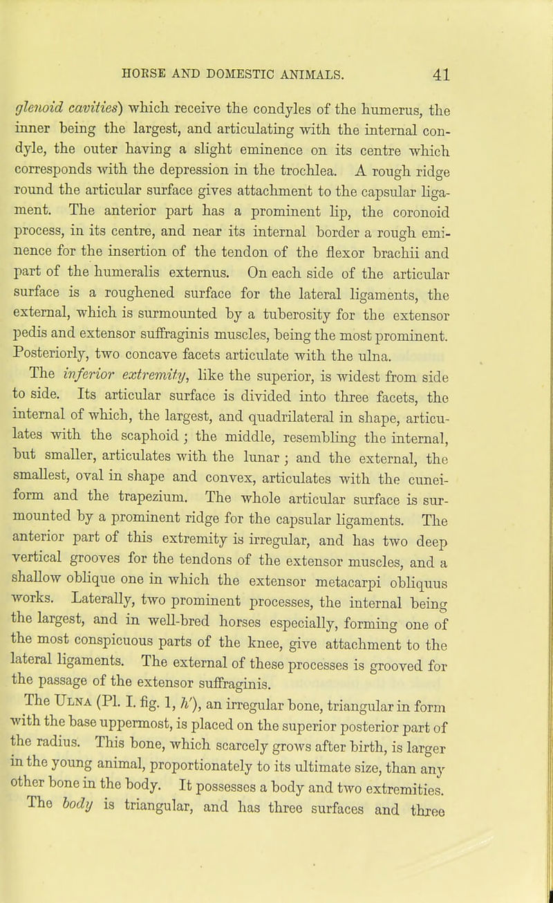 glenoid cavities) which receive the condyles of the humerus, the inner being the largest, and articulating with the internal con- dyle, the outer having a slight eminence on its centre which corresponds with the depression in the trochlea. A rough ridge round the articular surface gives attachment to the capsular liga- ment. The anterior part has a prominent Hp, the coronoid process, in its centre, and near its internal border a rough emi- nence for the insertion of the tendon of the flexor brachii and part of the humeralis externus. On each side of the articular surface is a roughened surface for the lateral ligaments, the external, which is surmounted by a tuberosity for tbe extensor pedis and extensor sufiraginis muscles, being the most prominent. Posteriorly, two concave facets articulate with the ulna. The inferior extremity, like the superior, is widest from side to side. Its articular surface is divided into three facets, the internal of which, the largest, and quadrilateral in shape, articu- lates with the scaphoid; the middle, resembling the internal, but smaller, articulates with the lunar ; and the external, the smallest, oval in shape and convex, articulates with the cunei- form and the trapezium. The whole articular surface is sur- mounted by a prominent ridge for the capsular ligaments. The anterior part of this extremity is irregular, and has two deep vertical grooves for the tendons of the extensor muscles, and a shallow oblique one in which the extensor metacarpi obliquus works. Laterally, two prominent processes, the internal being the largest, and in well-bred horses especially, forming one of the most conspicuous parts of the knee, give attachment to the lateral ligaments. The external of these processes is grooved for the passage of the extensor sufiraginis. The Ulna (PL I. fig. 1, h'), an irregular bone, triangular in form with the base uppermost, is placed on the superior posterior part of the radius. This bone, which scarcely grows after birth, is larger in the young animal, proportionately to its ultimate size, than any other bone in the body. It possesses a body and two extremities. The body is triangular, and has three surfaces and three