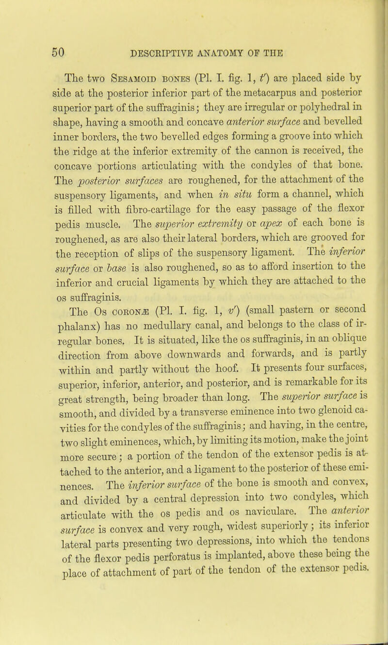 The two Sesamoid bones (PI. I. fig. 1, f) are placed side by side at the posterior inferior part of the metacarpus and posterior superior part of the suffraginis; they are irregular or polyhedral in shape, having a smooth and concave anterior surface and bevelled inner borders, the two bevelled edges forming a groove into which the ridge at the inferior extremity of the cannon is received, the concave portions articulating with the condyles of that bone. The posterior surfaces are roughened, for the attachment of the suspensory ligaments, and when in situ form a channel, which is filled with fibro-cartilage for the easy passage of the flexor pedis muscle. The superior extremity or apex of each bone is roughened, as are also their lateral borders, which are grooved for the reception of slips of the suspensory ligament. The inferior surface or base is also roughened, so as to afford insertion to the inferior and crucial ligaments by which they are attached to the os suffraginis. The Os coronjs (PI. I. fig. 1, v') (small pastern or second phalanx) has no medullary canal, and belongs to the class of ir- regular bones. It is situated, like the os suffraginis, in an oblique direction from above downwards and forwards, and is partly within and partly without the hoof. It presents four surfaces, superior, inferior, anterior, and posterior, and is remarkable for its great strength, being broader than long. The superior surface is smooth, and divided by a transverse eminence into two glenoid ca- vities for the condyles of the suffraginis; and having, in the centre, two slight eminences, which, by limiting its motion, make the joint more secure; a portion of the tendon of the extensor pedis is at- tached to the anterior, and a ligament to the posterior of these emi- nences. The inferior surface of the bone is smooth and convex, and divided by a central depression into two condyles, which articulate with the os pedis and os naviculare. The anterior surface is convex and very rough, widest superiorly; its inferior lateral parts presenting two depressions, into which the tendons of the flexor pedis perforatus is implanted, above these being the place of attachment of part of the tendon of the extensor pedis.