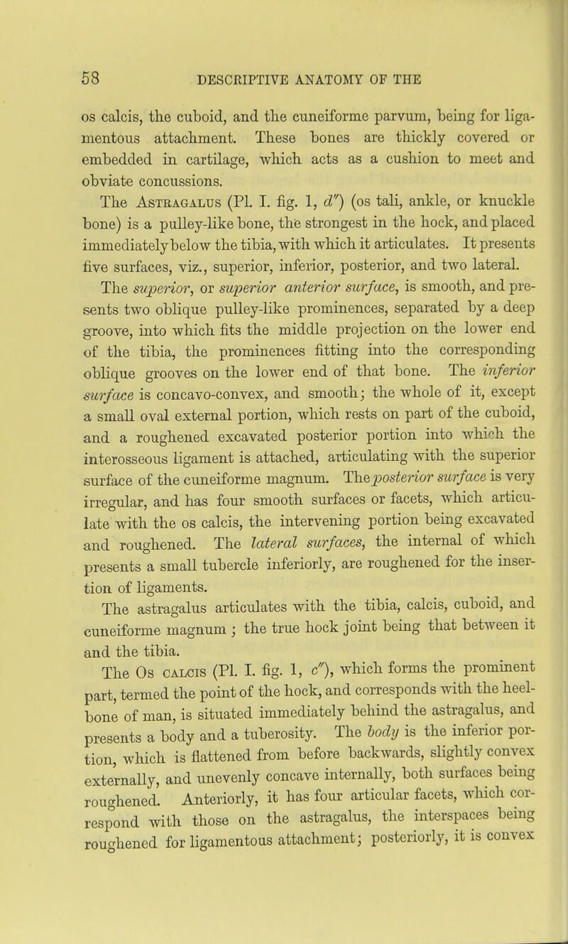 os calcis, the cuboid, and the cuneiforme parvum, being for liga- mentous attachment. These bones are thickly covered or embedded in cartilage, which acts as a cushion to meet and obviate concussions. The Astragalus (PL I. fig. 1, d) (os tali, ankle, or knuckle bone) is a pulley-like bone, the strongest in the hock, and placed immediately below the tibia, with which it articulates. It presents five surfaces, viz., superior, inferior, posterior, and two lateral. The superior, or superior anterior surface, is smooth, and pre- sents two oblique pulley-like prominences, separated by a deep groove, into which fits the middle projection on the lower end of the tibia, the prominences fitting into the corresponding oblique grooves on the lower end of that bone. The inferior surface is concavo-convex, and smooth; the whole of it, except a small oval external portion, which rests on part of the cuboid, and a roughened excavated posterior portion into which the interosseous ligament is attached, articulating with the superior surface of the cuneiforme magnum. The posfenor surface is very irregular, and has four smooth surfaces or facets, which articu- late with the os calcis, the intervening portion being excavated and roughened. The lateral surfaces, the internal of which presents a small tubercle inferiorly, are roughened for the inser- tion of ligaments. The astragalus articulates with the tibia, calcis, cuboid, and cuneiforme magnum ; the true hock joint being that between it and the tibia. The Os calcis (PI. I. fig. 1, c), which forms the prominent part, termed the point of the hock, and corresponds with the heel- bone of man, is situated immediately behind the astragalus, and presents a body and a tuberosity. The body is the inferior por- tion, which is flattened from before backwards, slightly convex externally, and unevenly concave internally, both surfaces being roughened. Anteriorly, it has four articular facets, which cor- respond with those on the astragalus, the interspaces being roughened for ligamentous attachment; posteriorly, it is convex