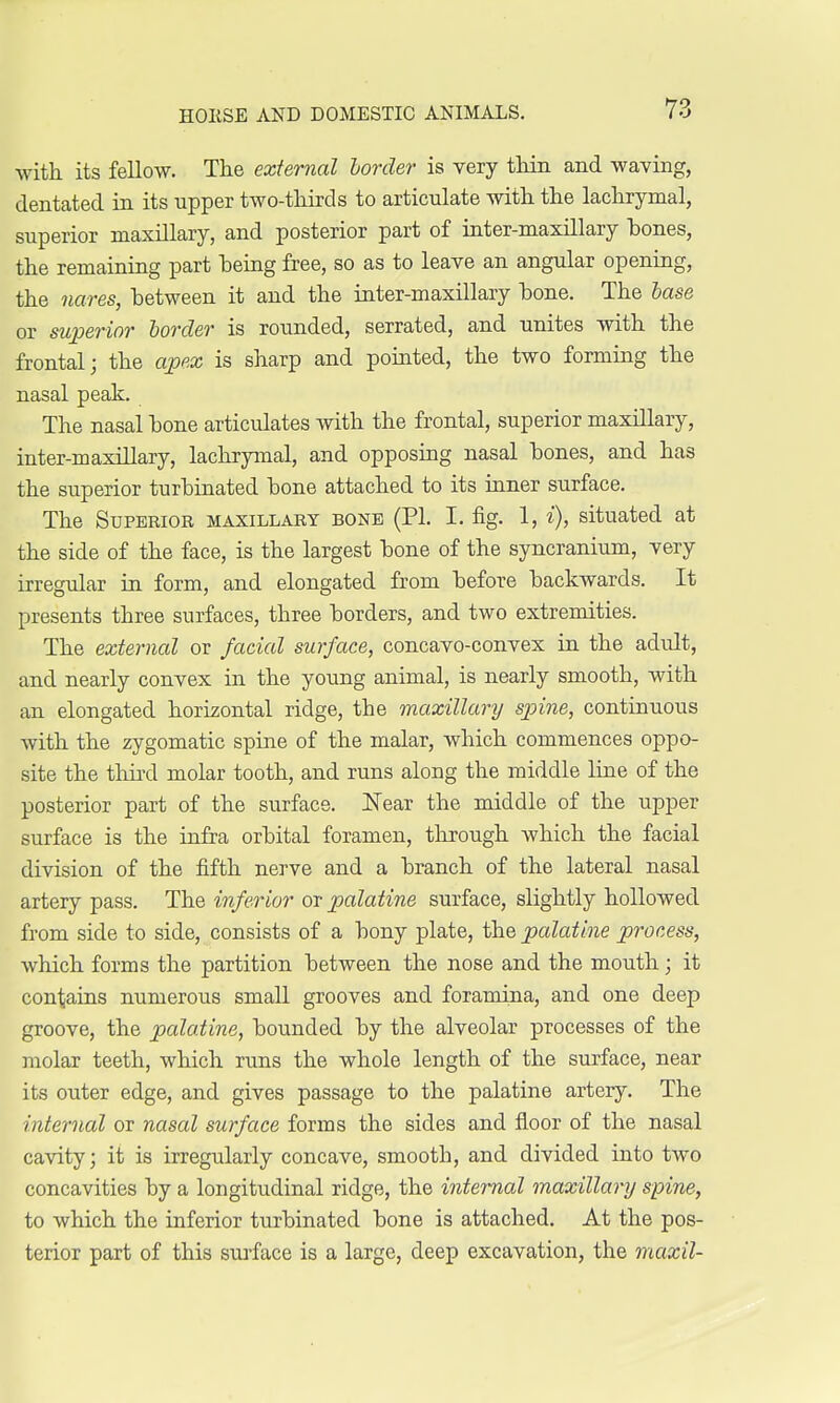 with, its fellow. The external border is very thin and waving, dentated in its upper two-thirds to articulate with the lachrymal, superior maxillary, and posterior part of inter-maxillary hones, the remaining part heing free, so as to leave an angular opening, the nares, between it and the inter-maxillary hone. The base or superior border is rounded, serrated, and unites with the frontal; the apex is sharp and pointed, the two forming the nasal peak. The nasal hone articulates with the frontal, superior maxillary, inter-maxillary, lachrymal, and opposing nasal hones, and has the superior turbinated hone attached to its inner surface. The Superior maxillary bone (PL I. fig. 1, i), situated at the side of the face, is the largest hone of the syncranium, very irregular in form, and elongated from before backwards. It presents three surfaces, three borders, and two extremities. The external or facial surface, concavo-convex in the adult, and nearly convex in the young animal, is nearly smooth, with an elongated horizontal ridge, the maxillary spine, continuous with the zygomatic spine of the malar, which commences oppo- site the third molar tooth, and runs along the middle line of the posterior part of the surface. Near the middle of the upper surface is the infra orbital foramen, through which the facial division of the fifth nerve and a branch of the lateral nasal artery pass. The inferior or palatine surface, slightly hollowed from side to side, consists of a hony plate, the palatine process, which forms the partition hetween the nose and the mouth; it contains numerous small grooves and foramina, and one deep groove, the palo.tine, hounded hy the alveolar processes of the molar teeth, which runs the whole length of the surface, near its outer edge, and gives passage to the palatine artery. The internal or nasal surface forms the sides and floor of the nasal cavity; it is irregularly concave, smooth, and divided into two concavities hy a longitudinal ridge, the internal maxillary spine, to which the inferior turbinated hone is attached. At the pos- terior part of this surface is a large, deep excavation, the maxil-