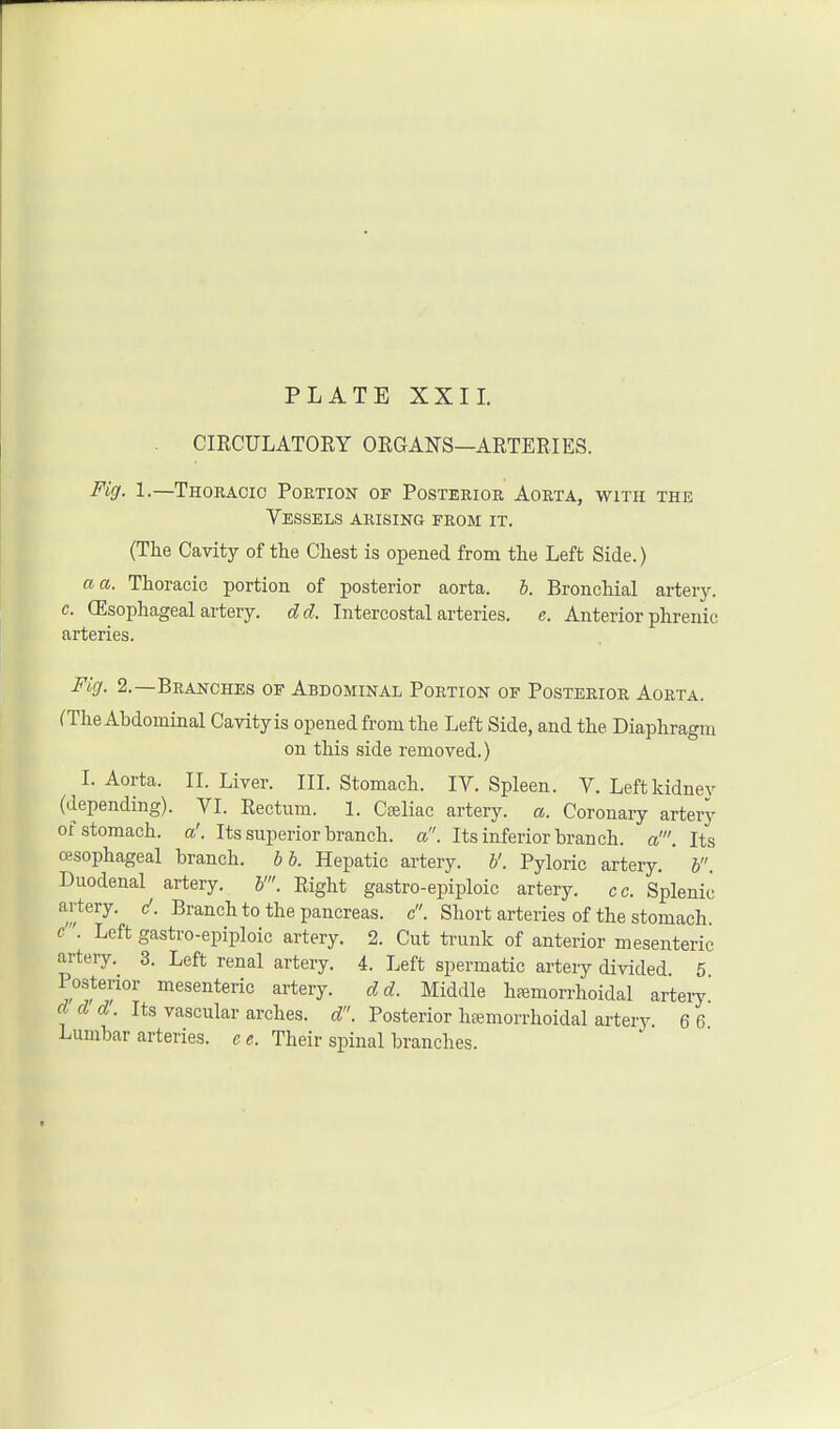 CIRCULATORY ORGANS—ARTERIES. Fig. 1.—Thoracic Portion of Posterior Aorta, with the Vessels arising from it. (The Cavity of the Chest is opened from the Left Side.) a a. Thoracic portion of posterior aorta, b. Bronchial artery. c. Oesophageal artery, dd. Intercostal arteries, e. Anterior phrenic arteries. Fig. 2.—Branches of Abdominal Portion of Posterior Aorta. (The Abdominal Cavity is opened from the Left Side, and the Diaphragm on this side removed.) I. Aorta. II. Liver. III. Stomach. IV. Spleen. V. Left kidney (depending). VI. Rectum. 1. Celiac artery, a. Coronary artery of stomach, a'. Its superior branch, a. Its inferior branch, a'. Its oesophageal branch, bb. Hepatic artery, b'. Pyloric artery, b. Duodenal artery. Right gastro-epiploic artery. cc. Splenic artery, d. Branch to the pancreas, c. Short arteries of the stomach. <i. Left gastroepiploic artery. 2. Cut trunk of anterior mesenteric artery. 3. Left renal artery. 4. Left spermatic artery divided 5 Posterior mesenteric artery. dd. Middle hemorrhoidal artery.' ddd. Its vascular arches, d. Posterior heemorrhoidal artery 6 6 Lumbar arteries, e e. Their spinal branches.