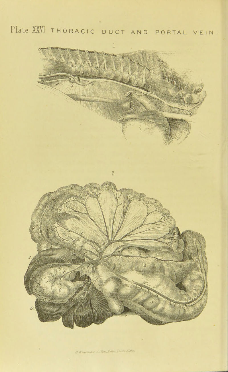 Plate XXVI THORACIC DUCT and portal vein