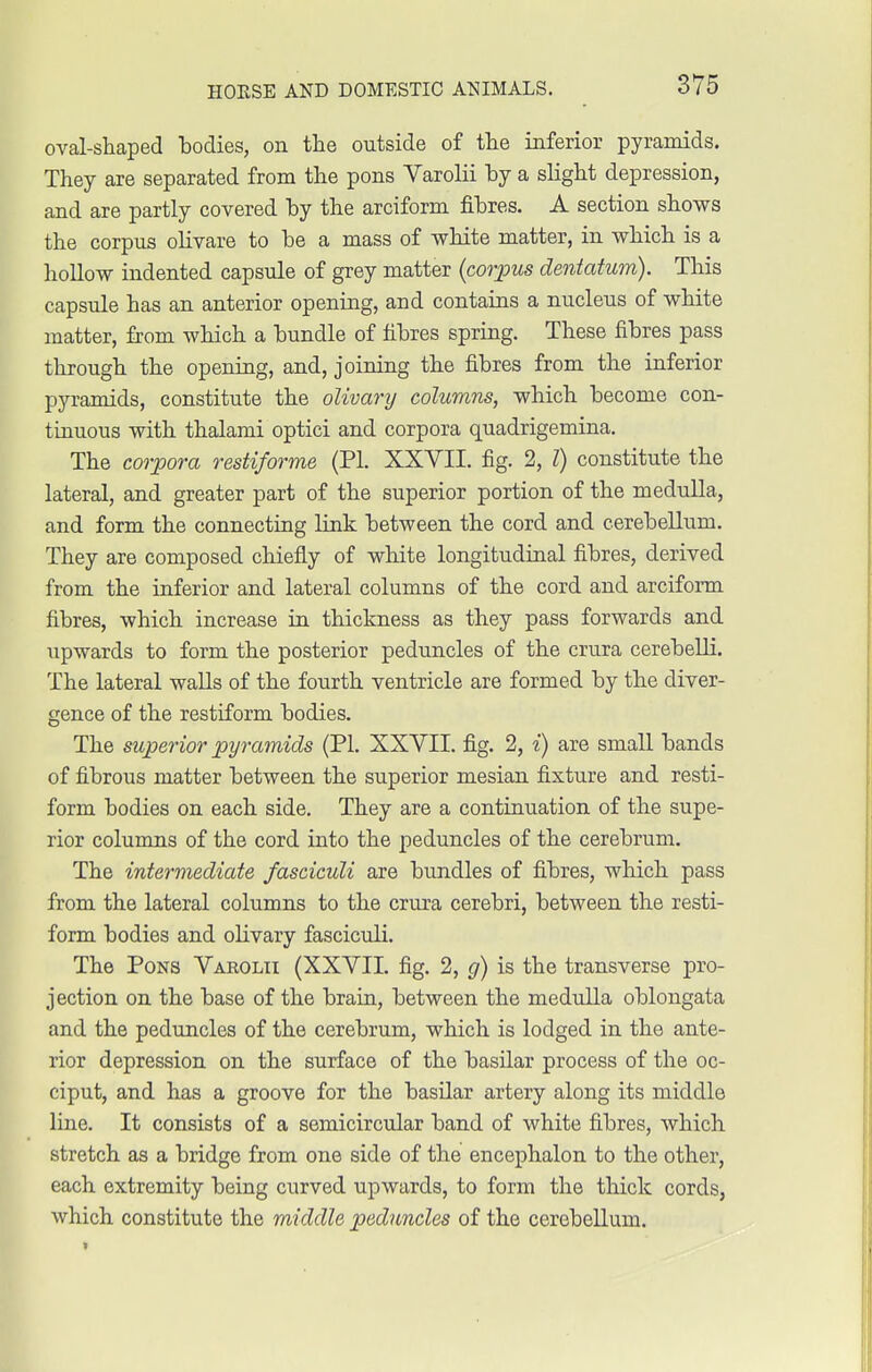 oval-shaped bodies, on the outside of the inferior pyramids. They are separated from the pons Varolii by a slight depression, and are partly covered by the arciform fibres. A section shows the corpus olivare to be a mass of white matter, in which is a hollow indented capsule of grey matter (corpus dentation). This capsule has an anterior opening, and contains a nucleus of white matter, from which a hundle of fibres spring. These fibres pass through the opening, and, joining the fibres from the inferior pyramids, constitute the olivary columns, which become con- tinuous with thalami optici and corpora quadrigemina. The corpora restiforme (PI. XXVII. fig. 2, I) constitute the lateral, and greater part of the superior portion of the medulla, and form the connecting link between the cord and cerebellum. They are composed chiefly of white longitudinal fibres, derived from the inferior and lateral columns of the cord and arciform fibres, which increase in thickness as they pass forwards and upwards to form the posterior peduncles of the crura cerebelli. The lateral walls of the fourth ventricle are formed by the diver- gence of the restiform bodies. The superior pyramids (PI. XXVII. fig. 2, i) are small hands of fibrous matter between the superior mesian fixture and resti- form bodies on each side. They are a continuation of the supe- rior columns of the cord into the peduncles of the cerebrum. The intermediate fasciculi are bundles of fibres, which pass from the lateral columns to the crura cerebri, between the resti- form bodies and olivary fasciculi. The Pons Varolii (XXVII. fig. 2, g) is the transverse pro- jection on the base of the brain, between the medulla oblongata and the peduncles of the cerebrum, which is lodged in the ante- rior depression on the surface of the basilar process of the oc- ciput, and has a groove for the basilar artery along its middle line. It consists of a semicircular band of white fibres, which stretch as a bridge from one side of the encephalon to the other, each extremity being curved upwards, to form the thick cords, which constitute the middle peduncles of the cerebellum.