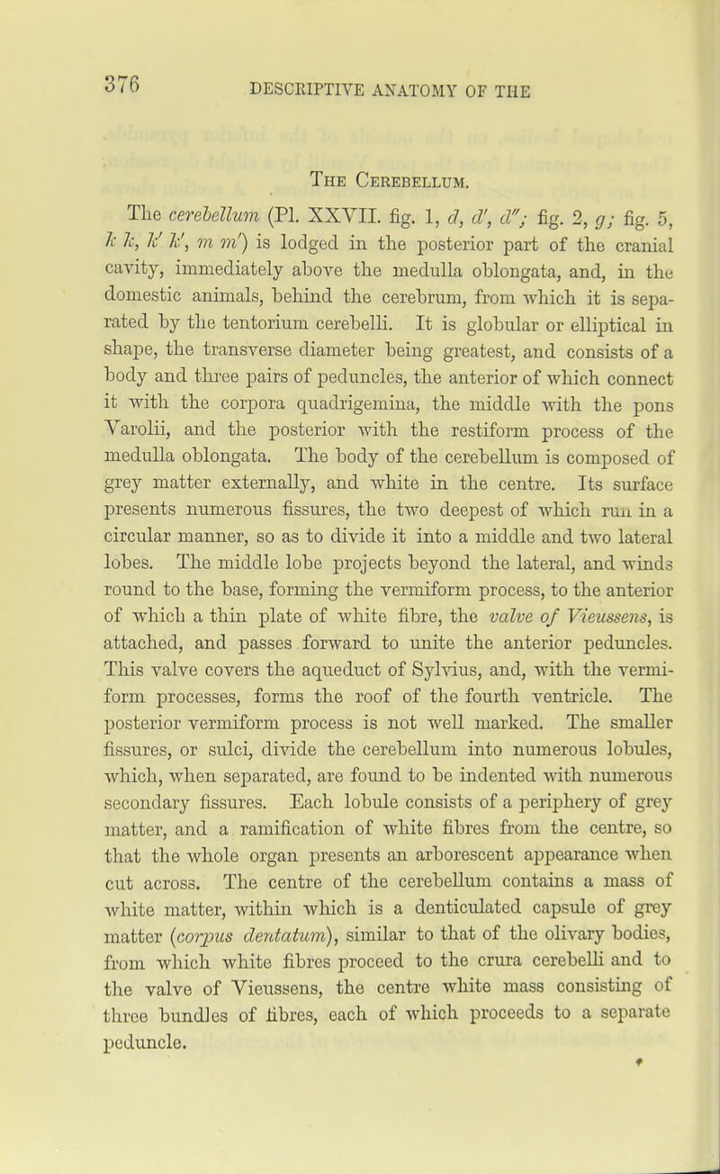 The Cerebellum. The cerebellum (PI. XXVII. fig. 1, d, d', d; fig. 2, g; fig. 5, k 7c, 7c' 7c', m m') is lodged in the posterior part of the cranial cavity, immediately above the medulla oblongata, and, in the domestic animals, behind the cerebrum, from which it is sepa- rated by the tentorium cerebelli. It is globular or elliptical in shape, the transverse diameter being greatest, and consists of a body and three pairs of peduncles, the anterior of which connect it with the corpora quadrigemina, the middle with the pons Varolii, and the posterior with the restiform process of the medulla oblongata. The body of the cerebellum is composed of grey matter externally, and white in the centre. Its surface presents numerous fissures, the two deepest of which run in a circular manner, so as to divide it into a middle and two lateral lobes. The middle lobe projects beyond the lateral, and winds round to the base, forming the vermiform process, to the anterior of which a thin plate of white fibre, the valve of Vieussens, is attached, and passes forward to unite the anterior peduncles. This valve covers the aqueduct of Sylvius, and, with the vermi- form processes, forms the roof of the fourth ventricle. The posterior vermiform process is not well marked. The smaller fissures, or sulci, divide the cerebellum into numerous lobules, which, when separated, are found to be indented with numerous secondary fissures. Each lobule consists of a periphery of grey matter, and a ramification of white fibres from the centre, so that the whole organ presents an arborescent appearance when cut across. The centre of the cerebellum contains a mass of white matter, within which is a denticulated capsule of grey matter (corpus dentatum), similar to that of the olivary bodies, from which white fibres proceed to the crura cerebelh and to the valve of Vieussens, the centre white mass consisting of three bundles of fibres, each of which proceeds to a separate peduncle.