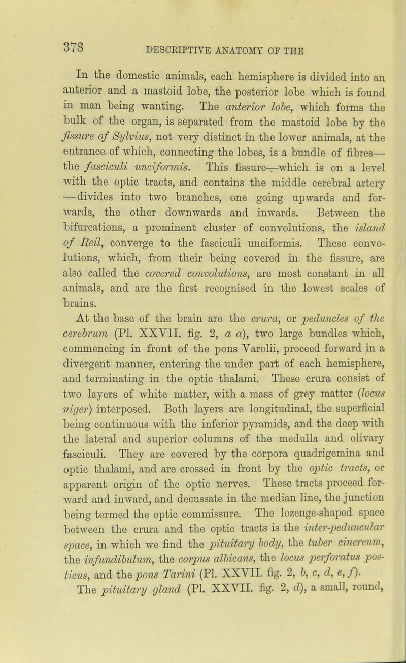 In the domestic animals, each hemisphere is divided into an anterior and a mastoid lobe, the posterior lobe which is found in man being wanting. The anterior lobe, which forms the bulk of the organ, is separated from the mastoid lobe by the fissure of Sylvius, not very distinct in the lower animals, at the entrance, of which, connecting the lobes, is a bundle of fibres— the fasciculi unciformis. This fissure—which is on a level with the optic tracts, and contains the middle cerebral artery —divides into two branches, one going upwards and for- wards, the other downwards and inwards. Between the bifurcations, a prominent cluster of convolutions, the island of Reil, converge to the fasciculi unciformis. These convo- lutions, which, from their being covered in the fissure, are also called the covered convolutions, are most constant in all animals, and are the first recognised in the lowest scales of brains. At the base of the brain are the crura, or peduncles of the cerebrum (PI. XXVII. fig. 2, a a), two large bundles which, commencing in front of the pons Varolii, proceed forward in a divergent manner, entering the under part of each hemisphere, and terminating in the optic thalami. These crura consist of two layers of white matter, with a mass of grey matter (locus niger) interposed. Eoth layers are longitudinal, the superficial being continuous with the inferior pyramids, and the deep with the lateral and superior columns of the medulla and olivary fasciculi. They are covered by the corpora quadrigemina and optic thalami, and are crossed in front by the optic tracts, or apparent origin of the optic nerves. These tracts proceed for- ward and inward, and decussate in the median line, the junction being termed the optic commissure. The lozenge-shaped space between the crura and the optic tracts is the inter-peduncular space, in which we find the pituitary body, the tuber cinereum, the infundibulum, the corpus albicans, the locus perforatum pos- ticus, and the pons Tarini (PI. XXVII. fig. 2, b, c, d, e, f). The pituitary gland (PI. XXVII. fig. 2, d), a small, round,