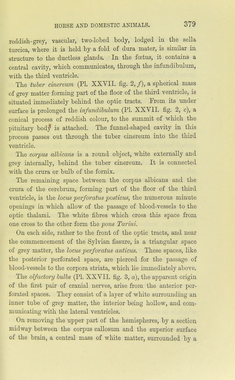 reddish-grey, vascular, two-lobed body, lodged in the sella turcica, where it is held by a fold of dura mater, is similar in structure to the ductless glands. In the foetus, it contains a central cavity, which communicates, through the infundibulum, with the third ventricle. The tuber cinereum (PL XXVII. fig. 2, /), a spherical mass of grey matter forming part of the floor of the third ventricle, is situated immediately behind the optic tracts. From its under surface is prolonged the infundibulum (PL XXVII. fig. 2, c), a conical process of reddish colour, to the summit of which the pituitary body' is attached. The funnel-shaped cavity in this process passes out through the tuber cinereum into the third ventricle. The corpus albicans is a round object, white externally and grey internally, behind the tuber cinereum. It is connected with the crura or bulb of the fornix. The remaining space between the corpus albicans and the crura of the cerebrum, forming part of the floor of the third ventricle, is the locus perforatus posticus, the numerous minute openings in which allow of the passage of blood-vessels to the optic thalami. The white fibres which cross this space from one cross to the other form the pons Tarini. On each side, rather to the front of the optic tracts, and near the commencement of the Sylvian fissure, is a triangular space of grey matter, the locus perforatus anticus. These spaces, like the posterior perforated space, are pierced for the passage of blood-vessels to the corpora striata, which lie immediately above. The olfactory bulbs (PL XXVII. fig. 3, a), the apparent origin of the first pair of cranial nerves, arise from the anterior per- forated spaces. They consist of a layer of white surrounding an inner tube of grey matter, the interior being hollow, and com- municating with the lateral ventricles. On removing the upper part of the hemispheres, by a section midway between the corpus callosum and the superior surface of the brain, a central mass of white matter, surrounded by a