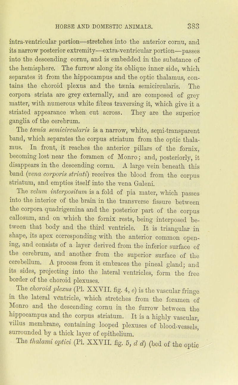 intra-ventricular portion—stretches into the anterior cornn, and its narrow posterior extremity—extra-ventricular portion—passes into the descending cornu, and is embedded in the substance of the hemisphere. The furrow along its oblique inner side, which separates it from the hippocampus and the optic thalamus, con- tains the choroid plexus and the taenia semicircularis. The corpora striata are grey externally, and are composed of grey matter, with numerous white fibres traversing it, which give it a striated appearance when cut across. They are the superior ganglia of the cerebrum. The tcenia semicircularis is a narrow, white, semi-transparent band, which separates the corpus striatum from the optic thala- mus. In front, it reaches the anterior pillars of the fornix, becoming lost near the foramen of Monro; and, posteriorly, it disappears in the descending cornu. A large vein beneath this band {vena corporis striati) receives the blood from the corpus striatum, and empties itself into the vena Galeni. The velum interpositum is a fold of pia mater, which passes into the interior of the brain in the transverse fissure between the corpora quadrigemina and the posterior part of the corpus callosum, and on which the fornix rests, being interposed be- tween that body and the third ventricle. It is triangular in shape, its apex corresponding with the anterior common open- ing, and consists of a layer derived from the inferior surface of the cerebrum, and another from the superior surface of the cerebellum. A process from it embraces the pineal gland; and its sides, projecting into the lateral ventricles, form the free border of the choroid plexuses. The choroid plexus (PI. XXVII. fig. 4, e) is the vascular fringe in the lateral ventricle, which stretches from the foramen of Monro and the descending cornu in the furrow between the hippocampus and the corpus striatum. It is a highly vascular villus membrane, containing looped plexuses of blood-vessels' surrounded by a thick layer of epithelium. The thalami optici (PL XXVII. fig. 5, d d) (bed of the optic