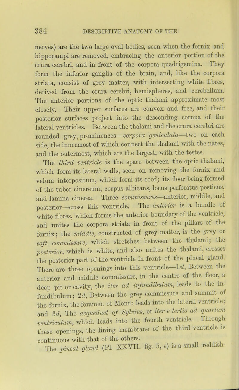 nerves) are the two large oval bodies, seen when the fornix ami hippocampi are removed, embracing the anterior portion of the crura cerebri, and in front of the corpora quadrigemina. They form the inferior gangba of the brain, and, like the corpora striata, consist of grey matter, with intersecting white fibres, derived from the crura cerebri, hemispheres, and cerebellum. The anterior portions of the optic thalami approximate most closely. Their upper surfaces are convex and free, and their posterior surfaces project into the descending cornua of the lateral ventricles. Between the thalami and the crura cerebri are rounded grey, prominences—corpora geniculate:—two on each side, the innermost of which connect the thalami with the nates, and the outermost, which are the largest, with the testes. The third ventricle is the space between the optic thalami, which form its lateral walls, seen on removing the fornix and velum interpositum, which form its roof; its floor being formed of the tuber cinereum, corpus albicans, locus perforatus posticus, and lamina cinerea. Three commissures—anterior, middle, and posterior—cross this ventricle. The anterior is a bundle of white fibres, which forms the anterior boundary of the ventricle, and unites the corpora striata in front of the pillars of the fornix; the middle, constructed of grey matter, is the grey or soft commissure, which stretches between the thalami; the posterior, which is white, and also unites the thalami, crosses the posterior part of the ventricle in front of the pineal gland. There are three openings into this ventricle—1st, Between the anterior and middle commissure, in the centre of the floor, a deep pit or cavity, the iter ad infundibulum, leads to the in- fundibulum; 2d, Between the grey commissure and summit of the fornix, the foramen of Monro leads into the lateral ventricle; and 3d, The acquedud of Sylvius, or iter e tertio ad quartern ventriculum, which leads into the fourth ventricle. Through these openings, the lining membrane of the third ventricle is continuous with that of the others. The pineal gland (PL XXVII. fig. 5, c) is a small reddish-