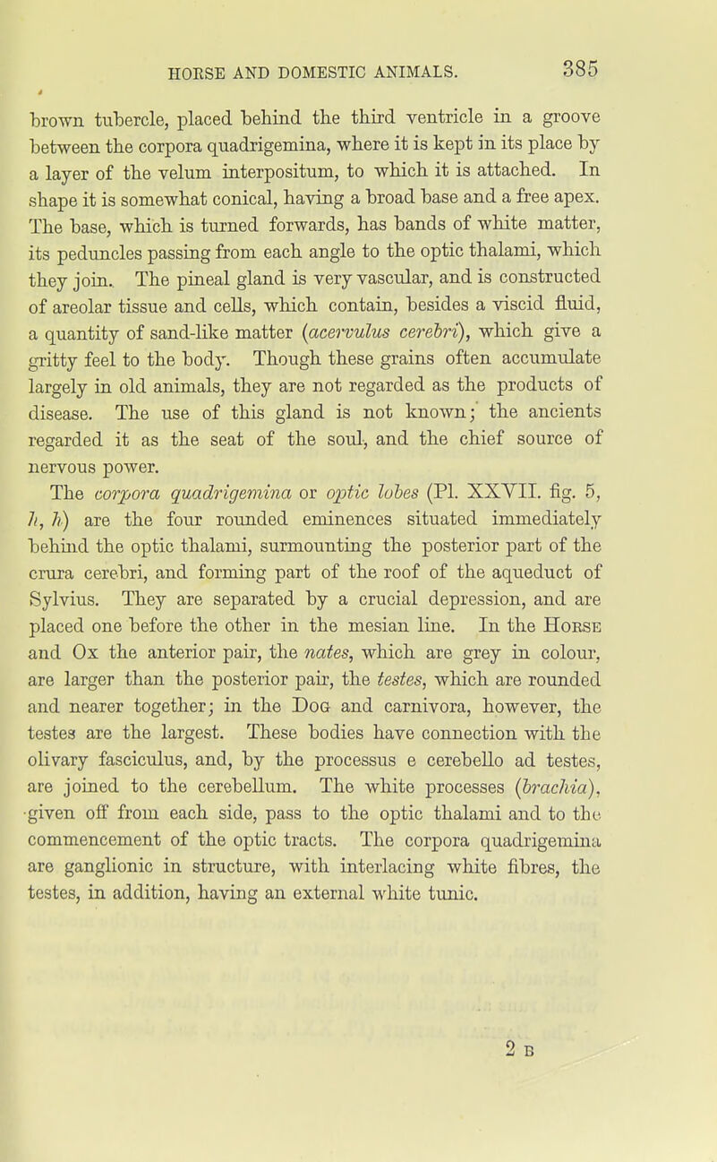 brown tubercle, placed behind the third ventricle in a groove between the corpora quadrigemina, where it is kept in its place by a layer of the velum interpositum, to which it is attached. In shape it is somewhat conical, having a broad base and a free apex. The base, which is turned forwards, has bands of white matter, its peduncles passing from each angle to the optic thalami, which they join.. The pineal gland is very vascular, and is constructed of areolar tissue and cells, which contain, besides a viscid fluid, a quantity of sand-like matter (acervulus cerebri), which give a gritty feel to the body. Though these grains often accumulate largely in old animals, they are not regarded as the products of disease. The use of this gland is not known;' the ancients regarded it as the seat of the soul, and the chief source of nervous power. The corpora quadrigemina or optic lobes (PL XXYII. fig. 5, h, h) are the four rounded eminences situated immediately behind the optic thalami, surmounting the posterior part of the crura cerebri, and forming part of the roof of the aqueduct of Sylvius. They are separated by a crucial depression, and are placed one before the other in the mesian line. In the Horse and Ox the anterior pair, the nates, which are grey in colour, are larger than the posterior pair, the testes, which are rounded and nearer together; in the Dog and carnivora, however, the testes are the largest. These bodies have connection with the olivary fasciculus, and, by the processus e cerebello ad testes, are joined to the cerebellum. The white processes (brachia), •given off from each side, pass to the optic thalami and to the commencement of the optic tracts. The corpora quadrigemina are ganglionic in structure, with interlacing white fibres, the testes, in addition, having an external white tunic. 2 B