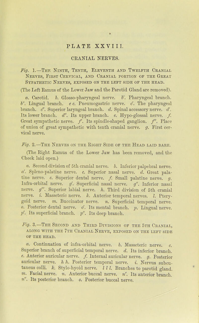 CRANIAL NERVES. Fig. 1.—The Ninth, Tenth, Eleventh and Twelfth Cranial Nerves, First Cervical, and Cranial portion of the Great Sypathetic Nerves, exposed on the left side of the head. (The Left Ramus of the Lower Jaw and the Parotid Gland are removed). a. Carotid, b. Glosso-pharyngeal nerve, b'. Pharyngeal branch. b. Lingual branch, c c. Pneumogastric nerve, c'. The pharyngeal branch, c. Superior laryngeal branch, d. Spinal accessory nerve, d'. Its lower branch, d. Its upper branch, e. Hypo-glossal nerve. /. Great sympathetic nerve. /'. Its spindle-shaped ganglion. /. Place of union of great sympathetic with tenth cranial nerve, g. First cer- vical nerve. Fig. 2.—The Nerves on the Right Side of the Head laid bare. (The Right Ramus of the Lower Jaw has been removed, and the Cheek laid open.) a. Second division of 5th cranial nerve, b. Inferior palpebral nerve. a'. Spleno-palatine nerve, c. Superior nasal nerve, d. Great pala- tine nerve, e. Superior dental nerve. /. Small palatine nerve, g. Infra-orbital nerve, g1. Superficial nasal nerve, g. Inferior nasal nerve, g'. Superior labial nerve, h. Third division of 5th cranial nerve, i. Masseteric nerve, k. Anterior temporal nerves. I. Ptery- goid nerve, m. Buccinator nerve, n. Superficial temporal nerve. o. Posterior dental nerve, d. Its mental branch. p. Lingual nerve. p'. Its superficial branch, p. Its deep branch. Fig. 3.—The Second and Third Divisions of the 5th Cranial, ALONG WITH THE 7TH CRANIAL NERVE, EXPOSED ON THE LEFT SIDE OF THE HEAD. a. Continuation of infra-orbital nerve, b. Masseteric nerve, c. Superior branch of superficial temporal nerve, d. Its inferior branch. e. Anterior auricular nerve. /. Internal auricular nerve, g. Posterior auricular nerve, h h. Posterior temporal nerve, i. Nervus subcu- taneus colli. 1c. Stylo-hyoid nerve. I 11. Branches to parotid gland. m. Facial nerve, n. Anterior buccal nerve, n'. Its anterior branch. n. Its posterior branch, o. Posterior buccal nerve.
