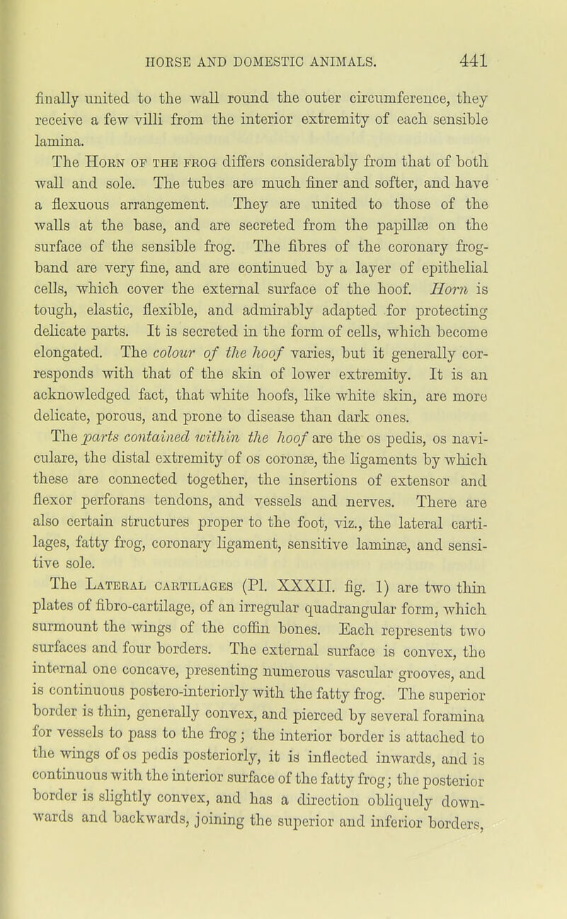 fiually united to the wall round the outer circumference, they receive a few villi from the interior extremity of each sensible lamina. The Horn op the frog differs considerably from that of both wall and sole. The tubes are much finer and softer, and have a flexuous arrangement. They are united to those of the walls at the base, and are secreted from the papillae on the surface of the sensible frog. The fibres of the coronary frog- band are very fine, and are continued by a layer of epithelial cells, which cover the external surface of the hoof. Horn is tough, elastic, flexible, and admirably adapted for protecting delicate parts. It is secreted in the form of cells, which become elongated. The colour of the hoof varies, but it generally cor- responds with that of the skin of lower extremity. It is an acknowledged fact, that white hoofs, like white skin, are more delicate, porous, and prone to disease than dark ones. The parts contained within the hoof we the os pedis, os navi- cular, the distal extremity of os coronse, the ligaments by which these are connected together, the insertions of extensor and flexor perforans tendons, and vessels and nerves. There are also certain structures proper to the foot, viz., the lateral carti- lages, fatty frog, coronary ligament, sensitive laminas, and sensi- tive sole. The Lateral cartilages (PI. XXXII. fig. 1) are two thin plates of fibro-cartilage, of an irregular quadrangular form, which surmount the wings of the coffin bones. Each represents two surfaces and four borders. The external surface is convex, the internal one concave, presenting numerous vascular grooves, and is continuous postero-interiorly with the fatty frog. The superior border is thin, generally convex, and pierced by several foramina for vessels to pass to the frog • the interior border is attached to the wings of os pedis posteriorly, it is inflected inwards, and is continuous with the interior surface of the fatty frog; the posterior border is slightly convex, and has a direction obliquely down- wards and backwards, joining the superior and inferior borders,