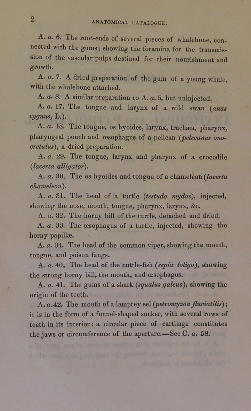 ANATOMICAL CATALOGUE. A. a. 6. The root-ends of several pieces of whalebone, con- nected with the gums; showing the foramina for the transmis- sion of the vascular pulps destined for their nourishment and growth. A. a. 7. A dried preparation of the gum of a young whale, with the whalebone attached. A. a. 8. A similar preparation to A. a. 5, but uninjected. A. a. 17. The tongue and larynx of a wild swan (anas cygnus, L.). A. a. 18. The tongue, os hyoides, larynx, trachaea, pharynx, pharyngeal pouch and oesophagus of a pelican (pelecanus ono- cretulus), a dried preparation. A. a. 29. The tongue, larynx and pharynx of a crocodile (lacerta alligator). A. a. 30. The os hyoides and tongue of a chameleon (lacerta chameleon). A. a. 31. The head of a turtle (testudo mydas), injected, showing the nose, mouth, tongue, pharynx, larynx, &c. A. a. 32. The horny bill of the turtle, detached and dried. A. a. 33. The oesophagus of a turtle, injected, showing the horny papillae. A. a. 34. The head of the common viper, showing the mouth, tongue, and poison fangs. A. a. 40. The head of the cuttle-fish (sepia loligo), showing the strong horny bill, the mouth, and oesophagus. A. a. 41. The gums of a shark (squalus galeus), showing the origin of the teeth. A. a. 42. The mouth of a lamprey eel (petromyzon fluviatilis); it is in the form of a funnel-shaped sucker, with several rows of teeth in its interior: a circular piece of cartilage constitutes the jaws or circumference of the aperture.—See C. a. 58.