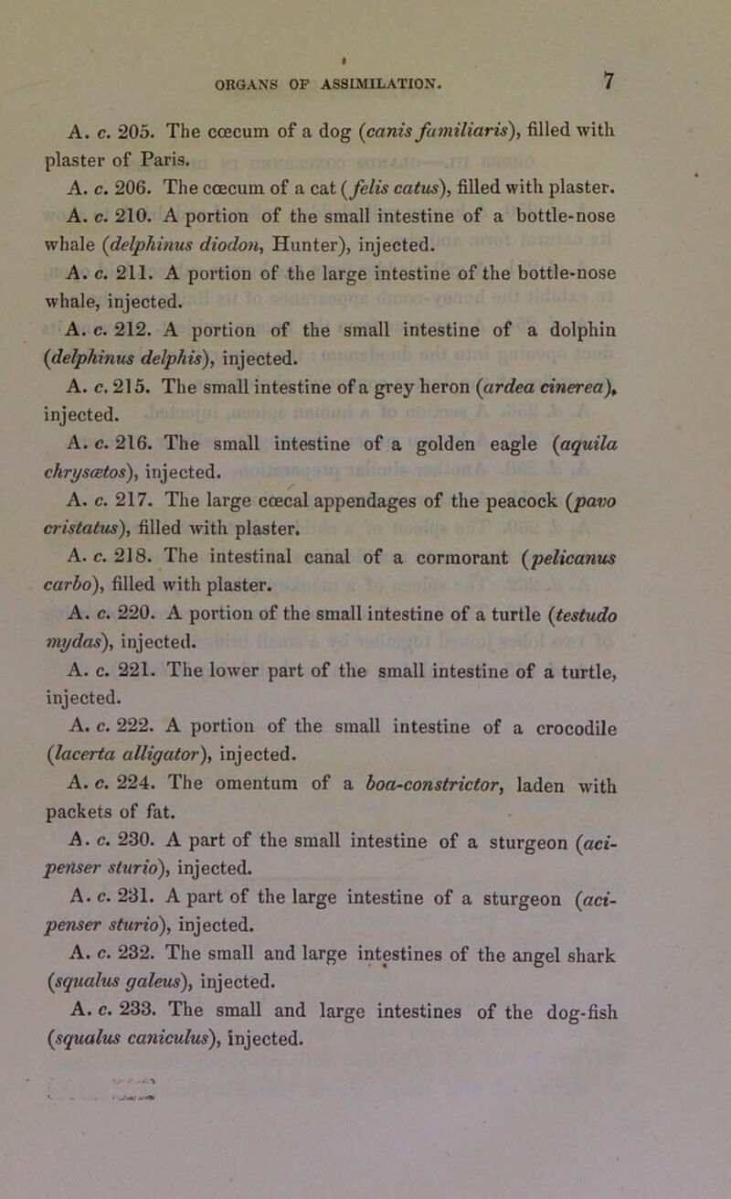 A. c. 205. The ccecum of a dog (canis familiaris), filled with plaster of Paris. A. c. 206. The ccecuin of a cat (felts catus), filled with plaster. A. c. 210. A portion of the small intestine of a bottle-nose whale (delphinus diodon, Hunter), injected. A. c. 211. A portion of the large intestine of the bottle-nose whale, injected. A. c. 212. A portion of the small intestine of a dolphin (delphinus delphis), injected. A. c. 215. The small intestine of a grey heron (ardea cinerea), injected. A. c. 216. The small intestine of a golden eagle (aquila chryscetos), injected. A. c. 217. The large coecal appendages of the peacock (pavo cristatus), filled with plaster. A. c. 218. The intestinal canal of a cormorant (pelicanus carlo), filled with plaster. A. c. 220. A portion of the small intestine of a turtle (testudo mydas), injected. A. c. 221. The lower part of the small intestine of a turtle, injected. A. c. 222. A portion of the small intestine of a crocodile (lacerta alligator), injected. A. c. 224. The omentum of a boa-constrictor, laden with packets of fat. A. c. 230. A part of the small intestine of a sturgeon (aci- penser sturio), injected. A. c. 231. A part of the large intestine of a sturgeon (aci- penser sturio), injected. A. c. 232. The small and large intestines of the angel shark (squalus galeus), injected. A. c. 233. The small and large intestines of the dog-fish (squalus caniculus), injected.