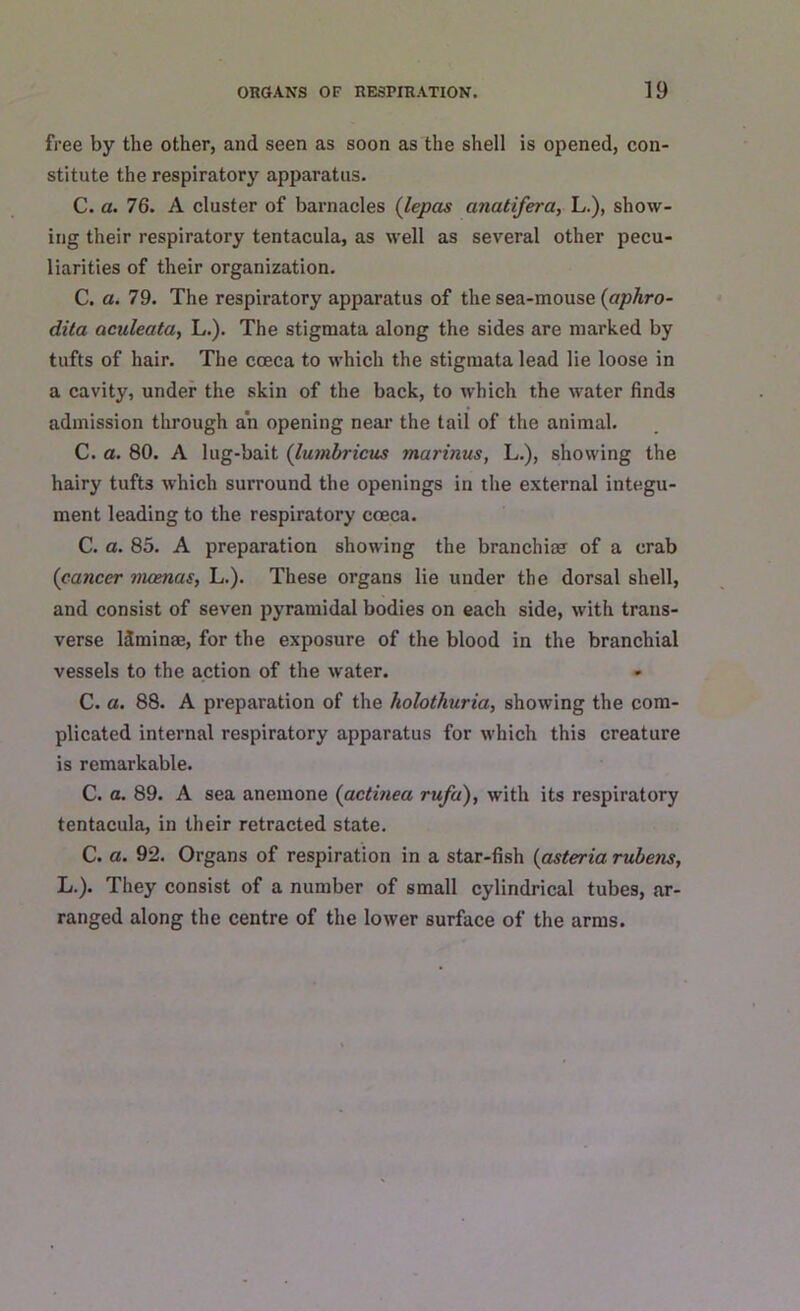 free by the other, and seen as soon as the shell is opened, con- stitute the respiratory apparatus. C. a. 76. A cluster of barnacles (lepas anatifera, L.), show- ing their respiratory tentacula, as well as several other pecu- liarities of their organization. C. a. 79. The respiratory apparatus of the sea-mouse (aphro- dita aculeata, L.). The stigmata along the sides are marked by tufts of hair. The coeca to which the stigmata lead lie loose in a cavity, under the skin of the back, to which the water finds admission through an opening near the tail of the animal. C. a. 80. A lug-bait (lumbricus marinus, L.), showing the hairy tufts which surround the openings in the external integu- ment leading to the respiratory coeca. C. a. 85. A preparation showing the branchiae of a crab (cancer iiwenas, L.). These organs lie under the dorsal shell, and consist of seven pyramidal bodies on each side, with trans- verse ldminae, for the exposure of the blood in the branchial vessels to the action of the water. C. a. 88. A preparation of the holothuria, showing the com- plicated internal respiratory apparatus for which this creature is remarkable. C. a. 89. A sea anemone (actinea rufa), with its respiratory tentacula, in their retracted state. C. a. 92. Organs of respiration in a star-fish (asteria rubens, L.). They consist of a number of small cylindrical tubes, ar- ranged along the centre of the lower surface of the arms.