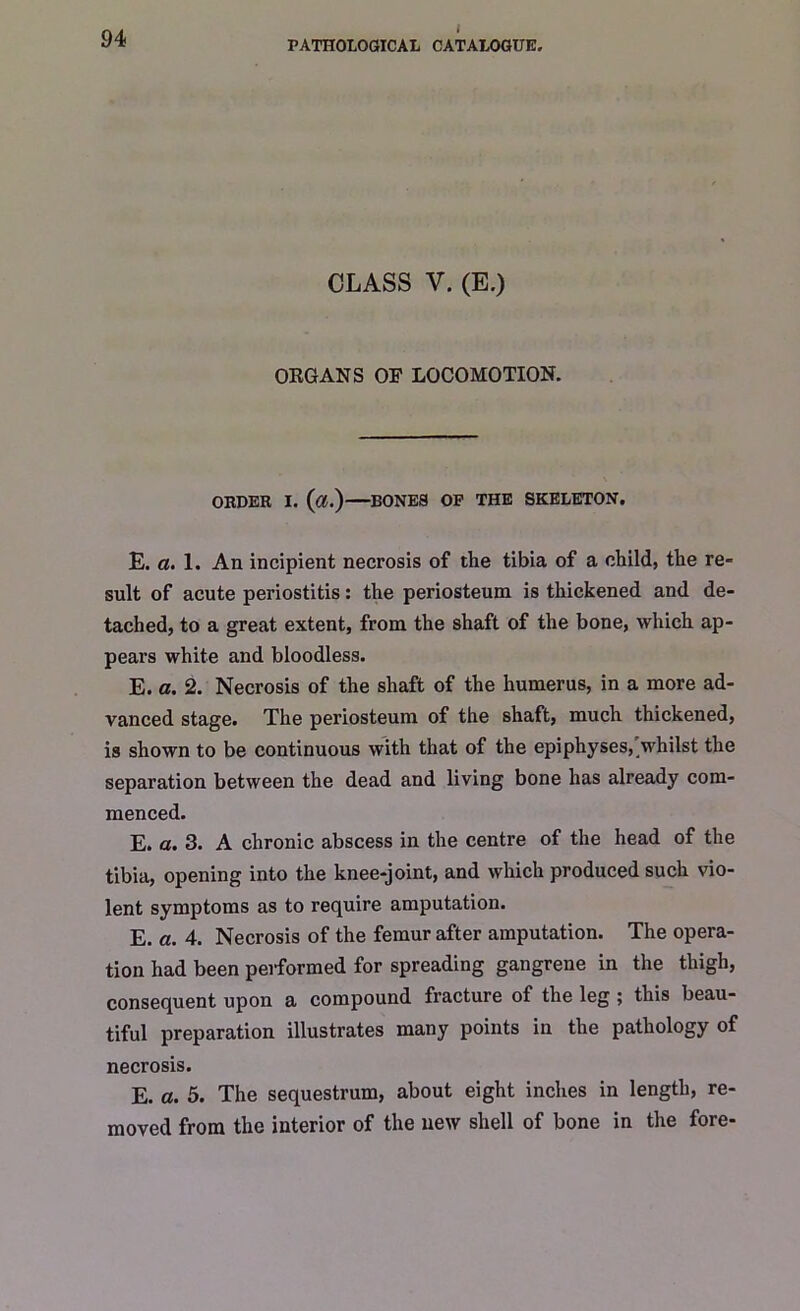 i PATHOLOGICAL CATALOGUE. CLASS V. (E.) ORGAN S OF LOCOMOTION. ORDER I. (a.) BONEa OP THE SKELETON. E. a. 1. An incipient necrosis of the tibia of a child, the re- sult of acute periostitis: the periosteum is thickened and de- tached, to a great extent, from the shaft of the bone, which ap- pears white and bloodless. E. a. 2. Necrosis of the shaft of the humerus, in a more ad- vanced stage. The periosteum of the shaft, much thickened, is shown to be continuous with that of the epiphyses, whilst the separation between the dead and living bone has already com- menced. E. a. 3. A chronic abscess in the centre of the head of the tibia, opening into the knee-joint, and which produced such vio- lent symptoms as to require amputation. E. a. 4. Necrosis of the femur after amputation. The opera- tion had been performed for spreading gangrene in the thigh, consequent upon a compound fracture of the leg ; this beau- tiful preparation illustrates many points in the pathology of necrosis. E. a. 5. The sequestrum, about eight inches in length, re- moved from the interior of the new shell of bone in the fore-