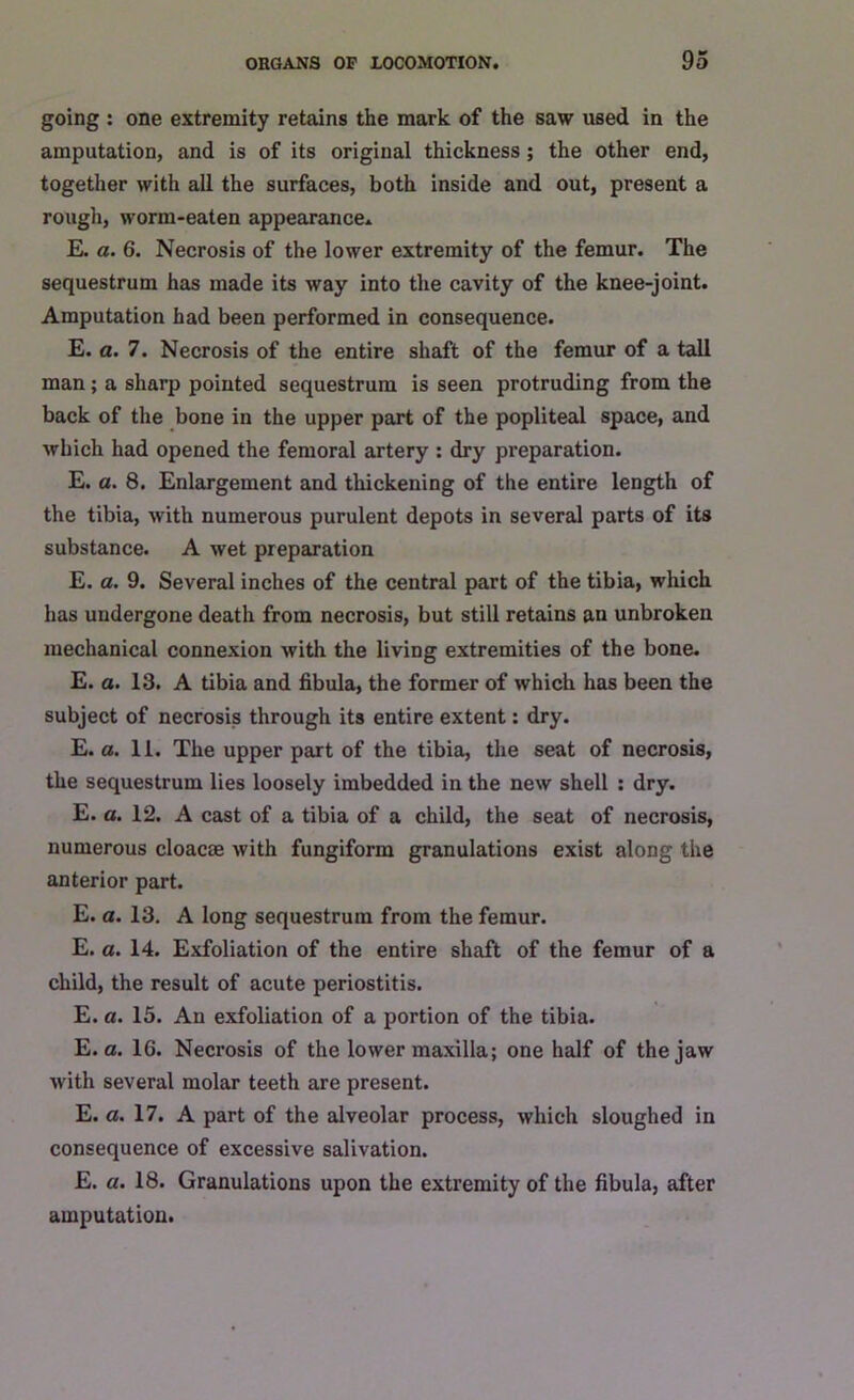 going : one extremity retains the mark of the saw used in the amputation, and is of its original thickness; the other end, together with all the surfaces, both inside and out, present a rough, worm-eaten appearance. E. a. 6. Necrosis of the lower extremity of the femur. The sequestrum has made its way into the cavity of the knee-joint. Amputation had been performed in consequence. E. a. 7. Necrosis of the entire shaft of the femur of a tall man; a sharp pointed sequestrum is seen protruding from the back of the bone in the upper part of the popliteal space, and which had opened the femoral artery : dry preparation. E. a. 8. Enlargement and thickening of the entire length of the tibia, with numerous purulent depots in several parts of its substance. A wet preparation E. a. 9. Several inches of the central part of the tibia, which has undergone death from necrosis, but still retains an unbroken mechanical connexion with the living extremities of the bone. E. a. 13. A tibia and fibula, the former of which has been the subject of necrosis through its entire extent: dry. E. a. 11. The upper part of the tibia, the seat of necrosis, the sequestrum lies loosely imbedded in the new shell : dry. E. a. 12. A cast of a tibia of a child, the seat of necrosis, numerous cloacae with fungiform granulations exist along the anterior part. E. a. 13. A long sequestrum from the femur. E. a. 14. Exfoliation of the entire shaft of the femur of a child, the result of acute periostitis. E. a. 15. An exfoliation of a portion of the tibia. E. a. 16. Necrosis of the lower maxilla; one half of the jaw with several molar teeth are present. E. a. 17. A part of the alveolar process, which sloughed in consequence of excessive salivation. E. a. 18. Granulations upon the extremity of the fibula, after amputation.