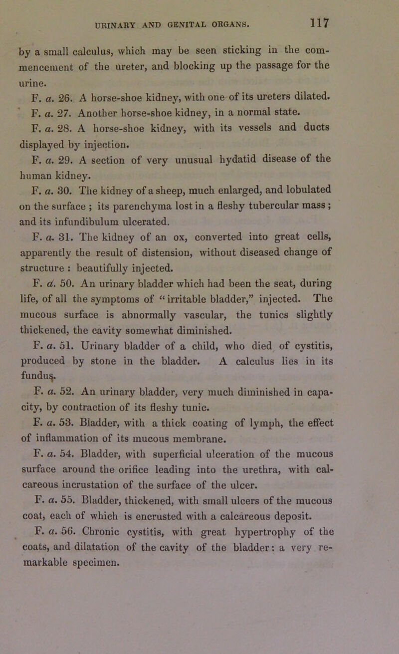 by a small calculus, which may be seen sticking in the com- mencement of the ureter, and blocking up the passage for the urine. F. a. 26. A horse-shoe kidney, with one of its ureters dilated. F. a. 27. Another horse-shoe kidney, in a normal state. F. a. 28. A horse-shoe kidney, with its vessels and ducts displayed by injection. F. a. 29. A section of very unusual hydatid disease of the human kidney. F. a. 30. The kidney of a sheep, much enlarged, and lobulated on the surface ; its parenchyma lost in a fleshy tubercular mass ; and its infundibulum ulcerated. F. a. 31. The kidney of an ox, converted into great cells, apparently the result of distension, without diseased change of structure : beautifully injected. F. a. 50. An urinary bladder which had been the seat, during life, of all the symptoms of “ irritable bladder,” injected. The mucous surface is abnormally vascular, the tunics slightly thickened, the cavity somewhat diminished. F. a. 51. Urinary bladder of a child, who died of cystitis, produced by stone in the bladder. A calculus lies in its fundu^. F. a. 52. An urinary bladder, very much diminished in capa- city, by contraction of its fleshy tunic. F. a. 53. Bladder, with a thick coating of lymph, the effect of inflammation of its mucous membrane. F. a. 54. Bladder, with superficial ulceration of the mucous surface around the orifice leading into the urethra, with cal- careous incrustation of the surface of the ulcer. F. a. 55. Bladder, thickened, with small ulcers of the mucous coat, each of which is encrusted with a calcareous deposit. F. a. 56. Chronic cystitis, with great hypertrophy of the coats, and dilatation of the cavity of the bladder: a very re- markable specimen.