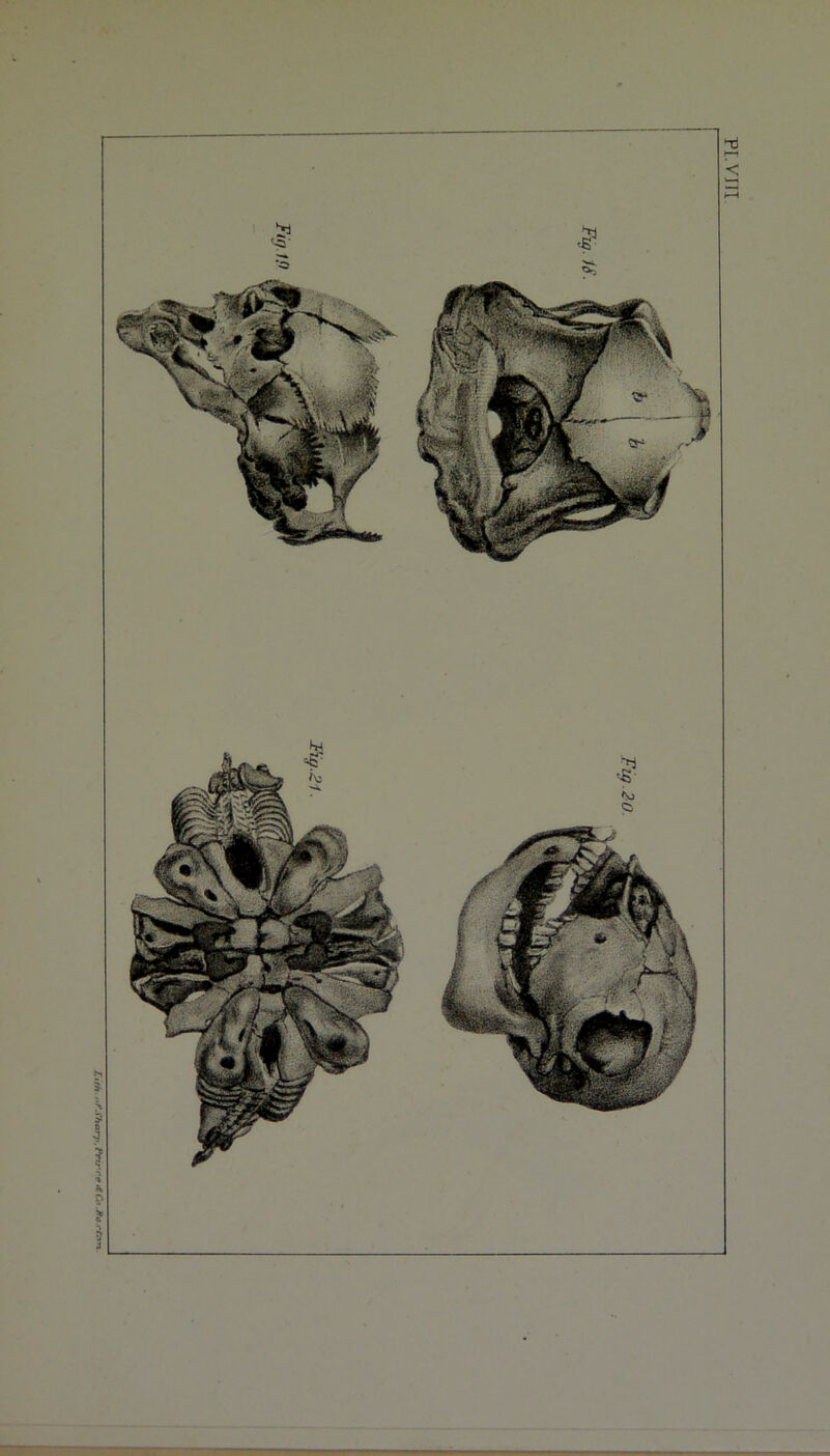 -vazjj'otf oj ajuuj •iLtow’j'j III AM