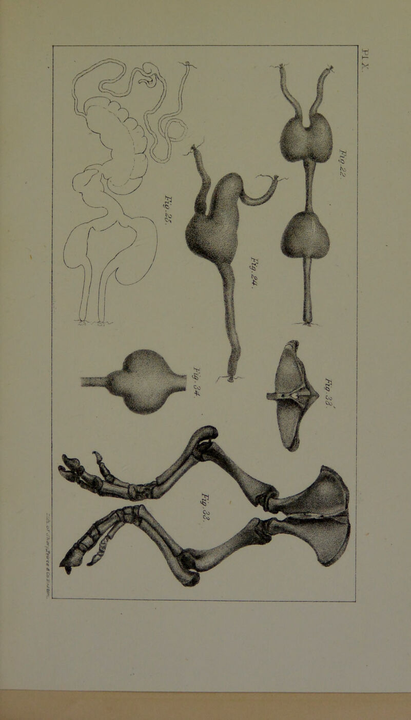 ~uajT**ji or> 9 9Mȣi.u'yy jo tp-j Fig 33