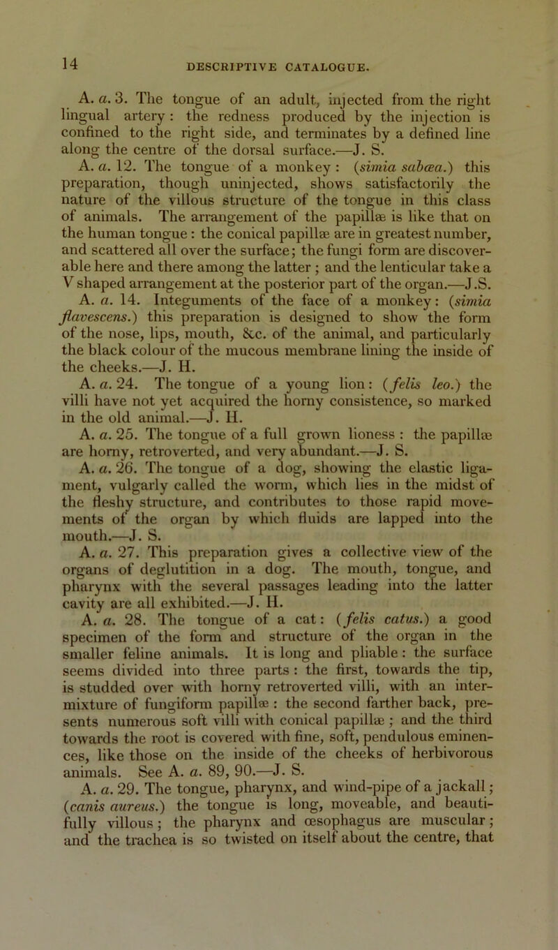 A. a. 3. The tongue of an adult, injected from the right lingual artery : the redness produced by the injection is confined to the right side, and terminates by a defined line along the centre of the dorsal surface.—J. S. A. a. 12. The tongue of a monkey : {simia sahcea.) this preparation, though uninjected, shows satisfactorily the nature of the villous structure of the tongue in this class of animals. The arrangement of the papillae is like that on the human tongue : the conical papillae are in greatest number, and scattered all over the surface; the fungi form are discover- able here and there among the latter ; and the lenticular take a V shaped arrangement at the posterior part of the organ.—J.S. A. a. 14. Integuments of the face of a monkey: {simia flavescens.) this preparation is designed to show the fonu of the nose, lips, mouth, 8cc. of the animal, and particularly the black colour of the mucous membi'ane lining the inside of the cheeks.—J. H. A. a. 24. The tongue of a young lion: {felis leo.) the villi have not yet acquired the horny consistence, so marked in the old animal.—J. H. A. a. 25. The tongue of a full grown lioness : tlie papillee are homy, retroverted, and very abundant.—J. S. A. a. 26. The tongue of a dog, showing the elastic liga- ment, vulgarly called the w'onn, which lies in the midst of the fleshy structure, and contributes to those rapid move- ments ol the organ by which fluids are lapped into the mouth.—J. S. A. a. 27. This preparation gives a collective view of the organs of deglutition in a dog. The mouth, tongue, and pharynx with the several passages leading into the latter cavity are all exhibited.—J. H. A. a. 28. The tongue of a cat: {felis catus.) a good specimen of the form and structure of the organ in the smaller feline animals. It is long and pliable: the surface seems divided into three parts : the first, towards the tip, is studded over with homy retroverted villi, with an inter- mixture of fungiform papillae : the second farther back, pre- sents numerous soft villi with conical papillae ; and the third towards the root is covered with fine, soft, pendulous eminen- ces, like those on the inside of the cheeks of herbivorous animals. See A. a. 89, 90.—J. S. A. a. 29. The tongue, pharynx, and wind-pipe of a jackall; {canis aureus.) the tongue is long, moveable, and beauti- fully villous; the pharynx and oesophagus are muscular; and the trachea is so twisted on itself about the centre, that