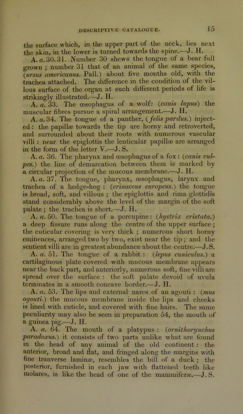 the surface which, in the upper part of the neck, lies next the skin, in the lower is turned towards the spine.—J. H. A. a. 30.31. Number 30 shews the tongue of a bear full grown ; number 31 that of an animal of the same species, {ursus americanus. Pall.) about five months old, with the trachea attached. The difference in the condition of the vil- lous surface of the organ at such different periods of life is strikingly illustrated.—J. H. A. a. 33. The oesophagus of a wolf: {canis lupus) the muscular fibres pursue a spiral arrangement.—J. H. A. a. 34. The tongue of a panther, {felis pardus.) inject- ed : the papillae towards the tip are horny and retroverted, and surrounded about their roots with numerous vascular villi : near the epiglottis the lenticular papillae are arranged in the form of the letter V.—J. S. A. a. 36. The pharynx and oesophagus of a fox : {canis vul- pes.) the line of demarcation between them is marked by a circular projection of the mucous membrane.—J. H. A. a. 37. The tongue, pharynx, oesophagus, larynx and trachea of a hedge-hog : {erinaceus europeus.) the tongue is broad, soft, and villous ; the epiglottis and rinia glottidis stand considerably above the level of the margin of the soft palate ; the trachea is short.—J. H. A. a. 50. The tongue of a porcupine: {hystrix cristata.) a deep fissure runs along the centre of the upper surface; the cuticular covering is very thick ; numerous short horny eminences, arranged two by two, exist near the tip ; and the sentient villi are in greatest abundance about the centre.—J.S. A. a. 51. The tongue of a rabbit : {lepus cuniculus.) a cartilaginous plate covered with mucous membrane appears near the back part, and anteriorly, numerous soft, fine villi are spread over the surface : the soft palate devoid of uvula terminates in a smooth concave border.—J. H. A. a. 53. The lips and external nares of an agouti : {mus agouti.) the mucous membrane inside the lips and cheeks is lined with cuticle, and covered with fine hairs. The same peculiarity may also be seen in preparation 54, the mouth of a guinea pig.—J. H. A. a. 64. The mouth of a platypus : {ornithorynchus paradoxus.) it consists of two parts unlike what are found in the head of any animal of the old continent : the anterior, broad and flat, and fringed along the margins with fine tranverse laminae, resembles the bill of a duck ; the posterior, furnished in each jaw with flattened teeth like molares, is like the head of one of the mammiferae.—J. S.