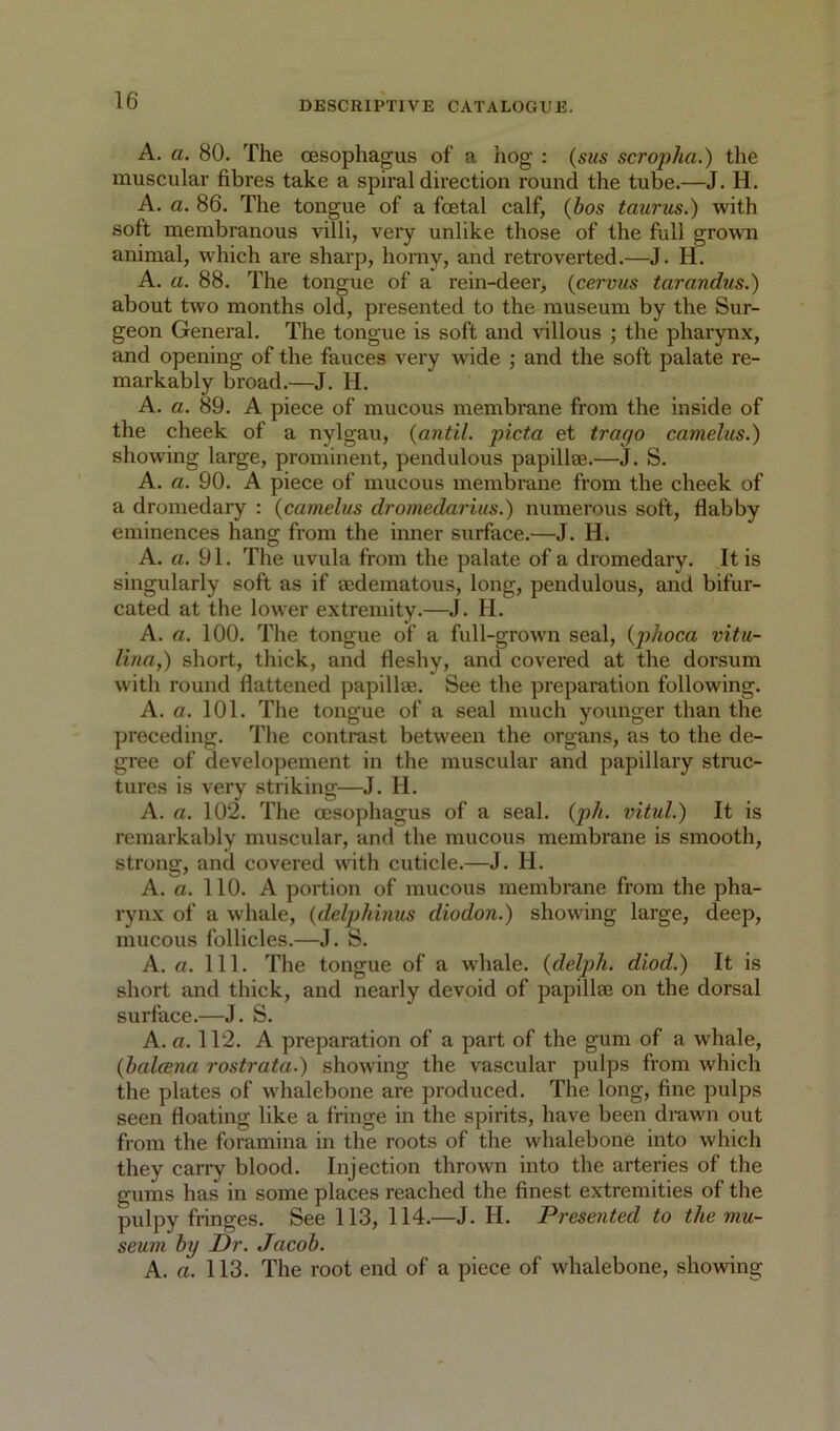 A. a. 80. The oesophagus of a hog : {sus scropha.) the muscular fibres take a spiral direction round the tube.—J. H. A. a. 86. The tongue of a foetal calf, {hos taurtis.) with soft membranous villi, very unlike those of the full grown animal, which are sharp, horny, and retroverted.—J. H. A. a. 88. The tongue of a rein-deer, {cervus tarandus.) about two months old, presented to the museum by the Sur- geon General. The tongue is soft and villous ; the pharynx, and opening of the fauces very wide ; and the soft palate re- markably broad.—J. H. A. a. 89. A piece of mucous membrane from the inside of the cheek of a nylgau, {ant'd, picta et trago camelus.) showing large, prominent, pendulous papillae.—J. S. A. a. 90. A piece of mucous membrane from the cheek of a dromedary : {camelus dromedarius.) numerous soft, flabby eminences hang from the inner surface.—J. H. A. a. 91. The uvula from the palate of a dromedary. It is singularly soft as if aedematous, long, pendulous, and bifur- cated at the lower extremity.—J. H. A. a. 100. The tongue of a full-grown seal, {phoca vitu- lina,) short, thick, and fleshy, and covered at the dorsum with round flattened papillae. See the preparation following. A. a. 101. The tongue of a seal much younger than the preceding. The contrast between the organs, as to the de- gree of developement in the muscular and papillary struc- tures is very striking—J. H. A. a. 102. The oesophagus of a seal. {j)h. vitul.) It is remarkably muscular, and the mucous membrane is smooth, strong, and covered with cuticle.—J. H. A. a. 110. A portion of mucous membrane from the pha- rynx of a whale, {delphinus diodon.) showing large, deep, mucous follicles.—J. S. A. a. 111. The tongue of a whale, {delph. d'lod.) It is short and thick, and nearly devoid of papillse on the dorsal surface.—J. S. A. a. 112. A preparation of a part of the gum of a whale, {halcena rostrata.) showing the vascular pulps from which the plates of whalebone are produced. The long, fine pulps seen floating like a fringe in the spirits, have been drawn out from the foramina in the roots of the whalebone into which they carry blood. Injection thrown into the arteries of the gums has in some places reached the finest extremities of the pulpy fringes. See 113, 114.—J. H. Presented to the mu- seum hy Dr. Jacob. A. a. 113. The root end of a piece of whalebone, showing