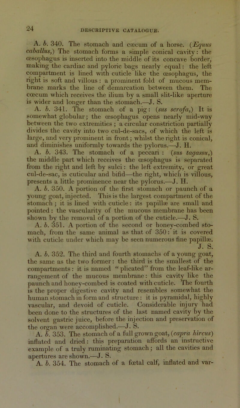 A. b. 340. Tlie stomach and caecum of a horse. {Equus caballus,) The stomach forms a simple conical cavity: the oesophagus is inserted into the middle of its concave border, making the cardiac and pyloric bags nearly equal: the left compartment is lined with cuticle like the oesophagus, the right is soft and villous : a prominent fold of mucous mem- brane marks the line of demarcation between them. The coecum which receives the ilium by a small slit-like aperture is wider and longer than the stomach.—J. S. A. b. 341. The stomach of a pig: {su^ scrofa,) It is somewhat globular; the oesophagus opens nearly mid-way between the two extremities ; a circular constriction partially divides the cavity into two cul-de-sacs, of which the left is large, and very prominent in front; whilst the right is conical, and diminishes unifonnly towards the pylorus.—J. H. A. b. 343. The stomach of a peccari : {sus tagassu,) the middle part which receives the oesophagus is separated from the right and left by sulci: the left extremity, or great cul-de-sac, is cuticular and bifid—the right, which is villous, presents a little prominence near the pylorus.—J. H. A. b. 350. A portion of the first stomach or paunch of a young goat, injected. This is the largest compartment of the stomach ; it is lined w'ith cuticle: its papillae are small and pointed : the vascularity of the mucous membrane has been shown by the removal of a portion of the cuticle.—J. S. A. b. 351. A portion of the second or honey-combed sto- mach, from the same animal as that of 350: it is covered W'ith cuticle under which may be seen numerous fine papillae, J. S. A. b. 352. The third and fourth stomachs of a young goat, the same as the two former: the third is the smallest of the compartments : it is named “ plicated” from the leaf-like ar- rangement of the mucous membrane: this cavity like the paunch and honey-combed is coated with cuticle. The fourth is the proper digestive cavity and resembles somewhat the human stomach in fomi and structure: it is pyramidal, highly vascular, and devoid of cuticle. Considerable injury had been done to the structures of the last named cavity by the solvent gastric juice, before the injection and preservation of the organ were accomplished.—J. S. A. b. 353. The stomach of a full grown goat, (capm hircus) inflated and dried: this preparation affords an instructive example of a truly ruminating stomach; all the cavities and apertures are shown,—J. S. A. b. 354. The stomach of a foetal calf, inflated and var-