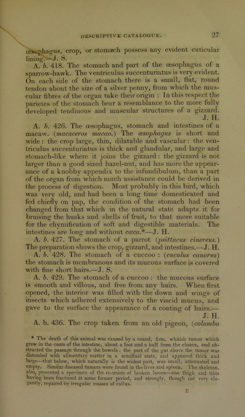 oes«iphagus, crop, or stomach possess any evident cuticular lining‘7—J. S. A. 418. The stomach and part of the oesophagus of a sparrow-hawk. The ventriculus succenturiatus is very evident. On each side of the stomach there is a small, flat, round tendon about the size of a silver penny, from which the mus- cular fibres of the organ take their origin : In this respect the parietes of the stomach bear a resemblance to the more fully developed tendinous and muscular structures of a gizzard. J. H. A. h. 426. The oesophagus, stomach and intestines of a macaw, {macaceros macao.) The (Esophagus is short and wide : the crop large, thin, dilatable and vascular: the ven- triculus succenturiatus is thick and glandular, and large and stomach-like where it j oins the gizzard : the gizzard is not larger than a good sized hazel-nut, and has more the appear- ance of a knobby appendix to the infundibulum, than a part of the organ from which much assistance could be derived in the process of digestion. Most probably in this bird, which was very old, and had been a long time domesticated and fed chiefly on pap, the condition of the stomach had been changed from that which in the natural state adapts it for bruising the husks and shells of fruit, to that more suitable for the chymification of soft and digestible materials. The intestines are long and without caeca.*—J. H. A. b. 427. The stomach of a parrot (psittacus cinereus.) The preparation shows the crop, gizzard, and intestines.—J. H. A. b. 428. The stomach of a cuccoo : {cuculus canorus) the stomach is membranous and its mucous surface is covered with fine short hairs.—J. S. A. b. 429. The stomach of a cuccoo ; the mucous surface is smooth and villous, and free from any hairs. When first opened, the interior was filled with the down and wings of insects which adhered extensively to the viscid mucus, and gave to the surface the appearance of a coating of hairs.— J. H. A. b. 436. The crop taken from an old pigeon, {columba * The death of this animal was caused by a round, firm, whitish tumor which grew in the coats of the intestine, about a foot and a half from the cloaca, and ob- structed the passage through the bowels : the part of the gut above the tumor was distended with alimentary matter in a semifluid state, and appeared thick and large—that below, which naturally is the widest part, was small, attenuated and empty. Similar diseased tumors were found in the liver and spleen. The skeleton, also, presented a specimen of the re-union of broken bones—one thigh and tibia having been fractured at some former period, and strongly, though not very ele- gantly, repaired by irregular masses of callus. E