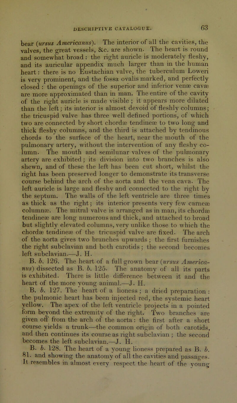 bear (ursus Americanus). The interior of all the cavities, the valves, the great vessels, &c. are shown. The heart is round and somewhat broad: the right auricle is moderately fleshy, and its auricular appendix much larger than in the human heart: there is no Eustachian valve, the tuberculum Lowed is very prominent, and the fossa ovalis marked, and perfectly closed : the openings of the superior and inferior venae cavae are more approximated than in man. The entire of the cavity of the right auricle is made visible ; it appears more dilated than the left j its interior is almost devoid of fleshly columns; the tricuspid valve has three well defined portions, of which two are connected by short chordae tendineae to two long and thick fleshy columns, and the third is attached by tendinous chords to the surface of the heart, near the mouth of the pulmonary artery, without the intervention of any fleshy co- lumn. The mouth and semilunar valves of the pulmonary artery are exhibited; its division into two branches is also shewn, and of these the left has been cut short, whilst the right has been preserved longer to demonstrate its transverse course behind the arch of the aorta and the vena cava. The left auricle is large and fleshy and connected to the right by the septum. The walls of the left ventricle are three times as thick as the right; its interior presents very few carneae columnas. The mitral valve is arranged as in man, its chordae tendineae are long numerous and thick, and attached to broad but slightly elevated columns, very unlike those to which the chordae tendineae of the tricuspid valve are fixed. The arch of the aorta gives two branches upwards; the first furnishes the right subclavian and both carotids; the second becomes left subclavian.—J. H. B. b. 126. The heart of a full grown bear {ursus America- nus) dissected as B. b. 125. The anatomy of all its parts is exhibited. There is little difference between it and the heart of the more young animal.—J. H. B. b. 127. The heart of a lioness; a dried preparation : the pulmonic heart has been injected red, the systemic heart yellow. The apex of the left ventricle projects in a pointed form beyond the extremity of the right. Two branches are given off from the arch oi' the aorta: the first after a short course yields a trunk—the common origin of both carotids, and then continues its course as right subclavian ; the second becomes the left subclavian.—J. H. B. b. 128. The heart of a young lioness pi'epared as B. b. 81. and showing the anatomy of all the cavities and passages. It resembles in almost every respect the heart of the young