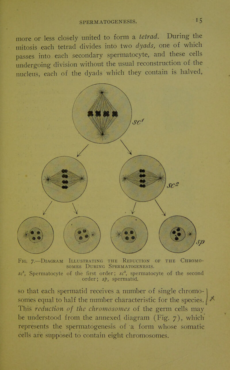 more or less closely united to form a tetrad. During the mitosis each tetrad divides into two dyads, one of which passes into each secondary spermatocyte, and these cells undergoing- division without the usual reconstruction of the nucleus, each of the dyads which they contain is halved. Fig. 7.—^DiAGRAM Illustrating the Reduction of the Chromo- somes During Spermatogenesis. sc^, Spermatocyte of the first order; sc', spermatocyte of the second order; sp, spermatid. SO that each spermatid receives a number of single chromo- 1 somes equal to half the number characteristic for the species. / ^ This reduction of the chromosomes of the germ cells may be understood from the annexed diagram (Fig. 7), which represents the spermatogenesis of a form whose somatic cells are supposed to contain eight chromosomes.